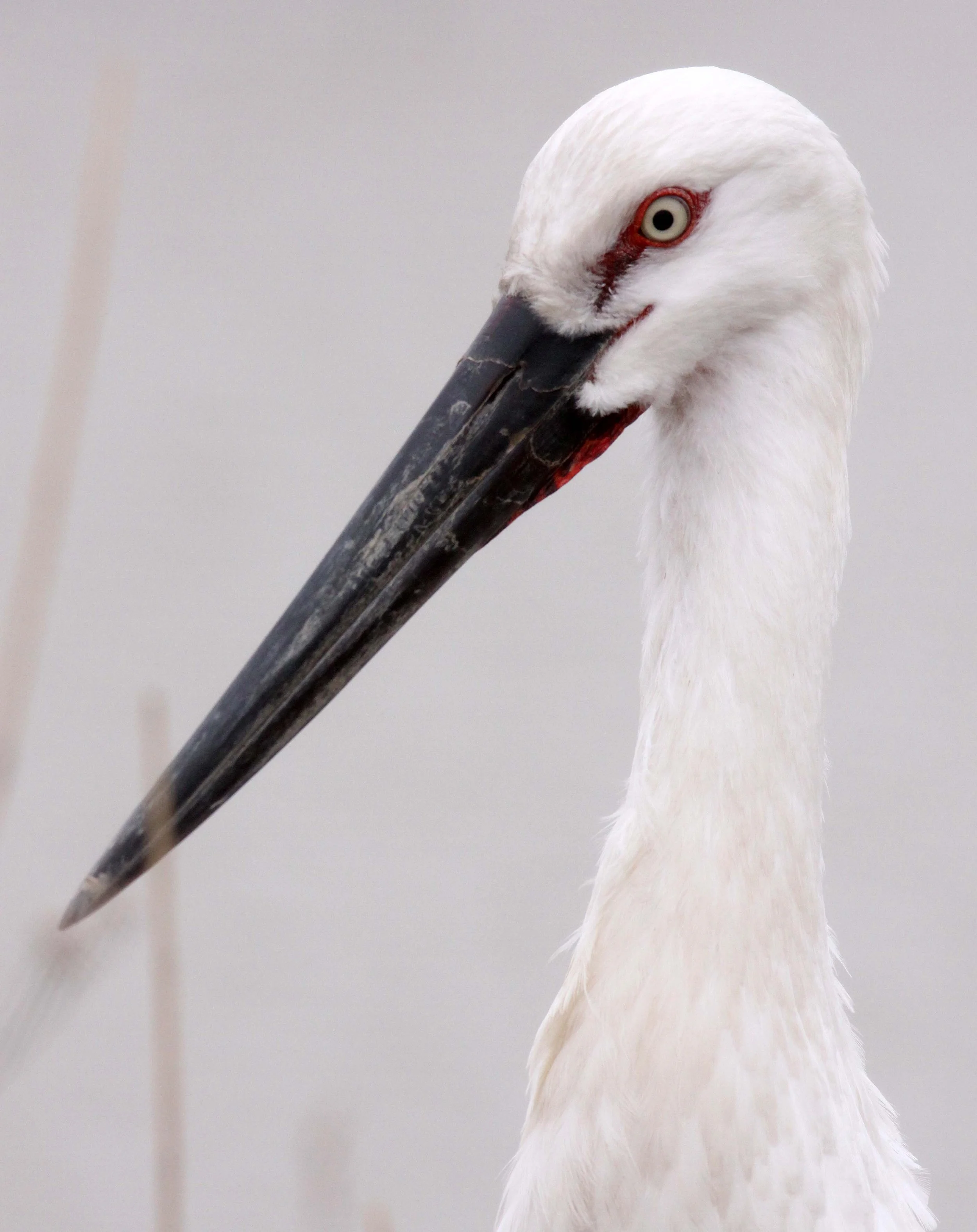 STORK - ORIENTAL STORK - Ciconia boyciana - YANCHENG CHINA (16).JPG