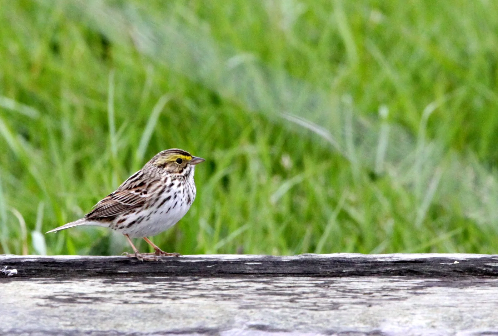 Savannah Sparrow (Passerculus sandwichensis) Arcata Bottomlands California (3).JPG