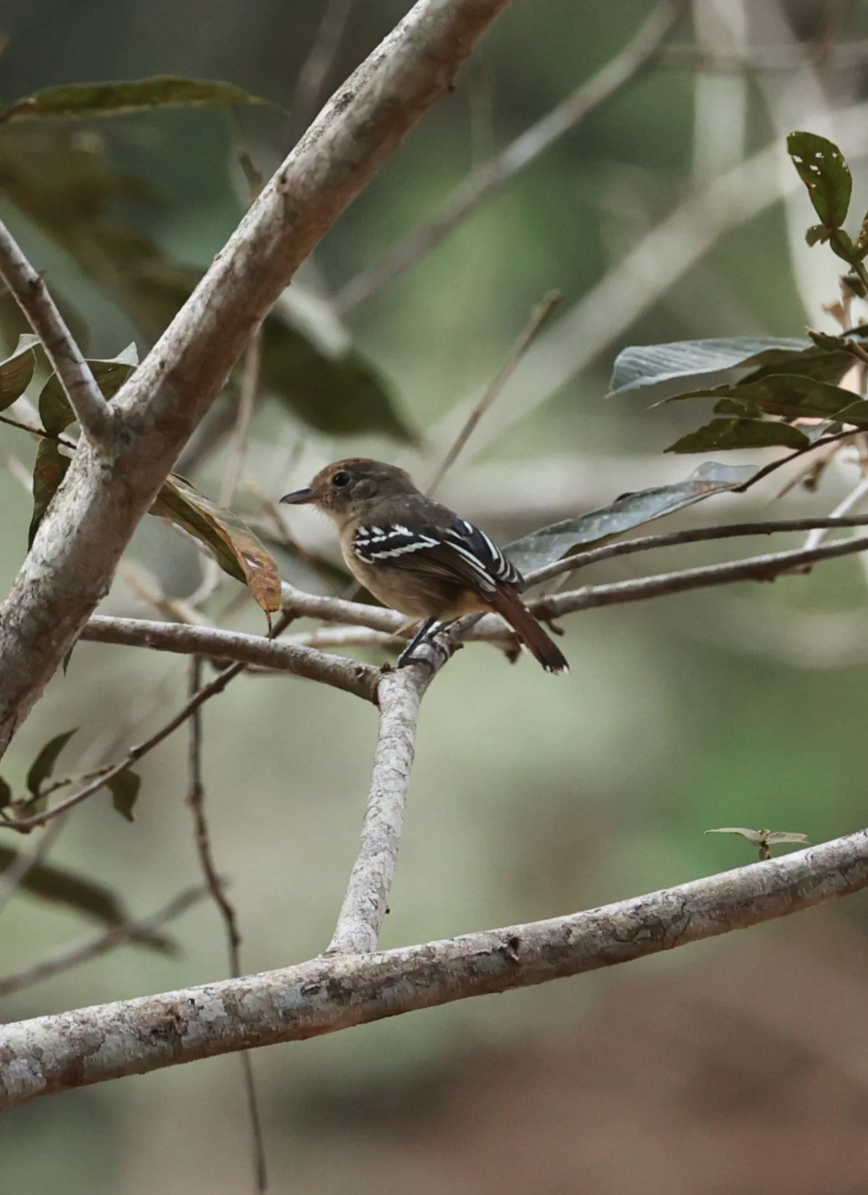 Antshrike - Sooretama Slaty-antshrike - Thamnophilus ambiguus - Feliciano Miguel Abdala Reserve (Caratinga Biological Reserve) (7).JPG