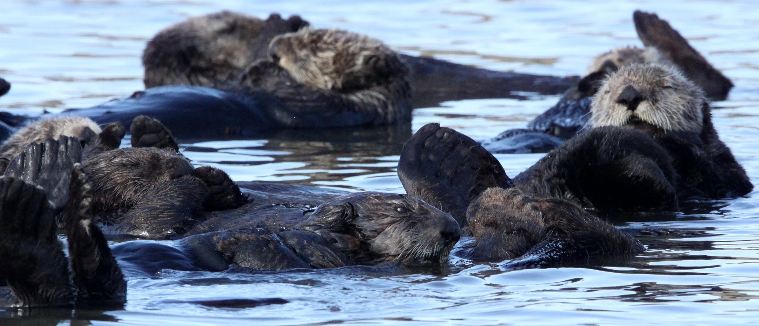 Enhydra lutris nereis - CALIFORNIA (SOUTHERN) SEA OTTER - ELKHORN SLOUGH  WILDLIFE REFUGE CALIFORNIA (46).JPG