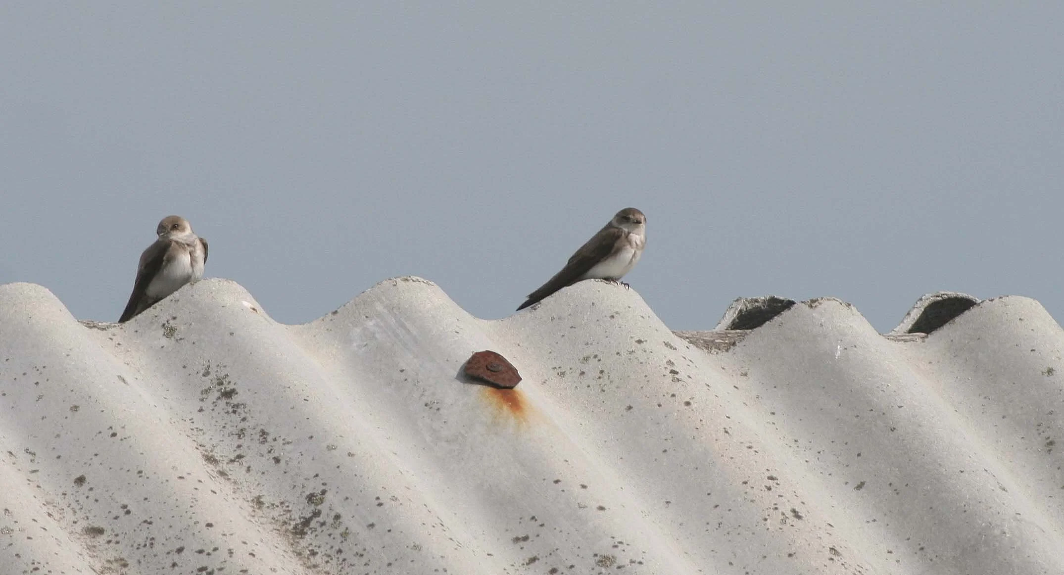 Sand Martin (Riparia riparia) Selenga Delta Near Light House in Lake Baikal (4).jpg