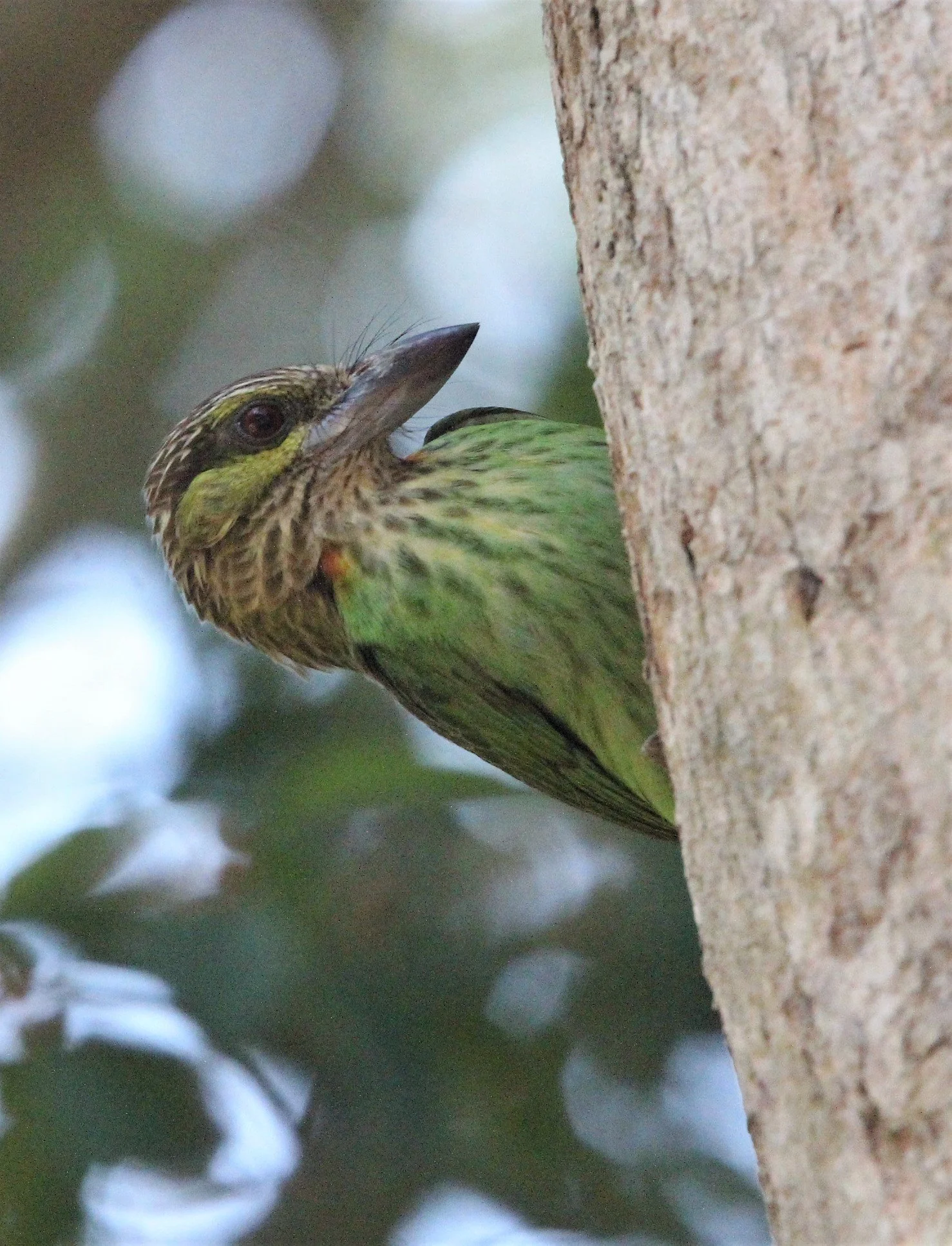 BARBET - GREEN-EARED BARBET - Megalaima faiostricta - KAENG KRACHAN NP A (1).jpg
