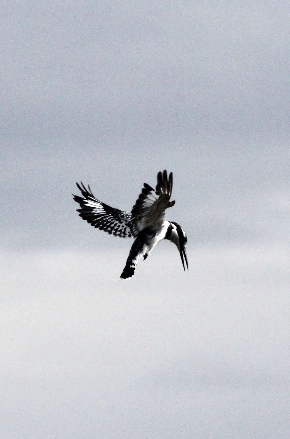 Ceryle rudis - PIED KINGFISHER - LAKE AWASSA ETHIOPIA (3).JPG