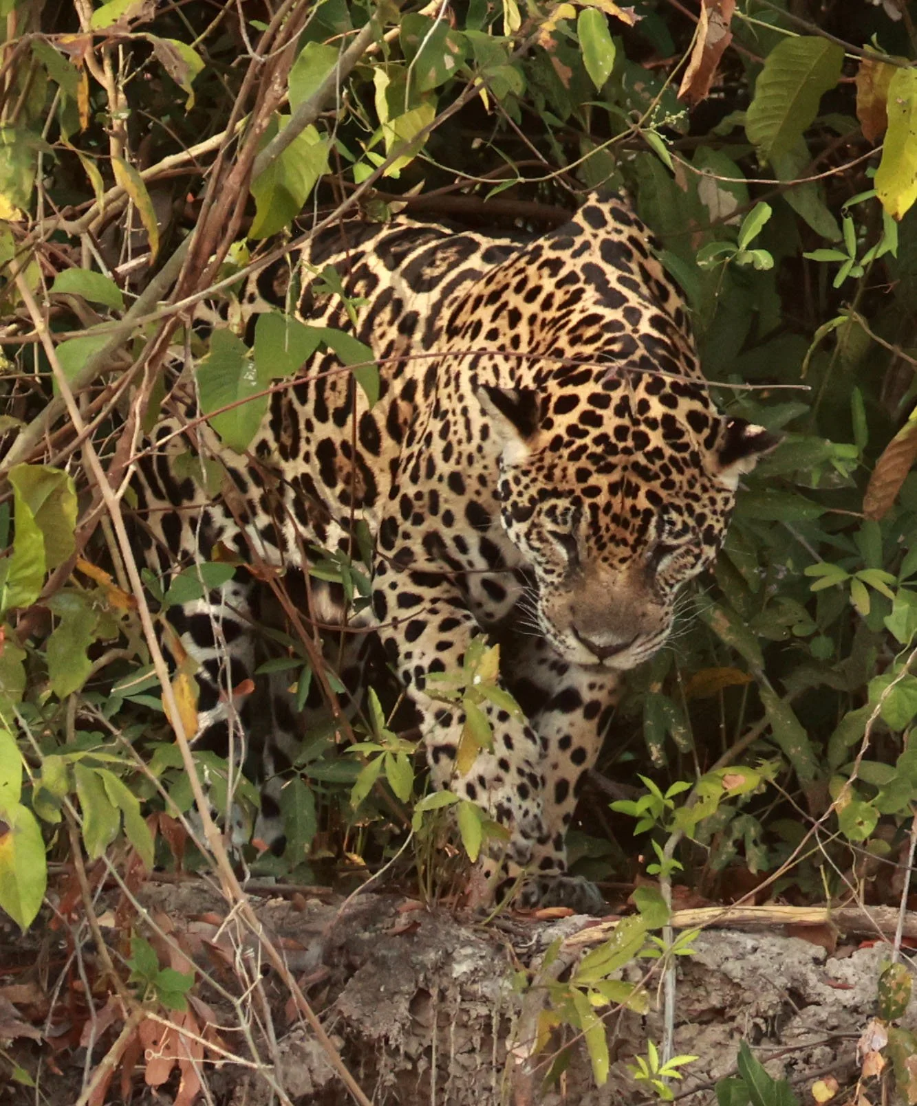 Panthera onca - Jaguar - Pantanal, Encontro das Águas State Park, Porto Jofre, Cuiaba River, Brazil (87).jpg