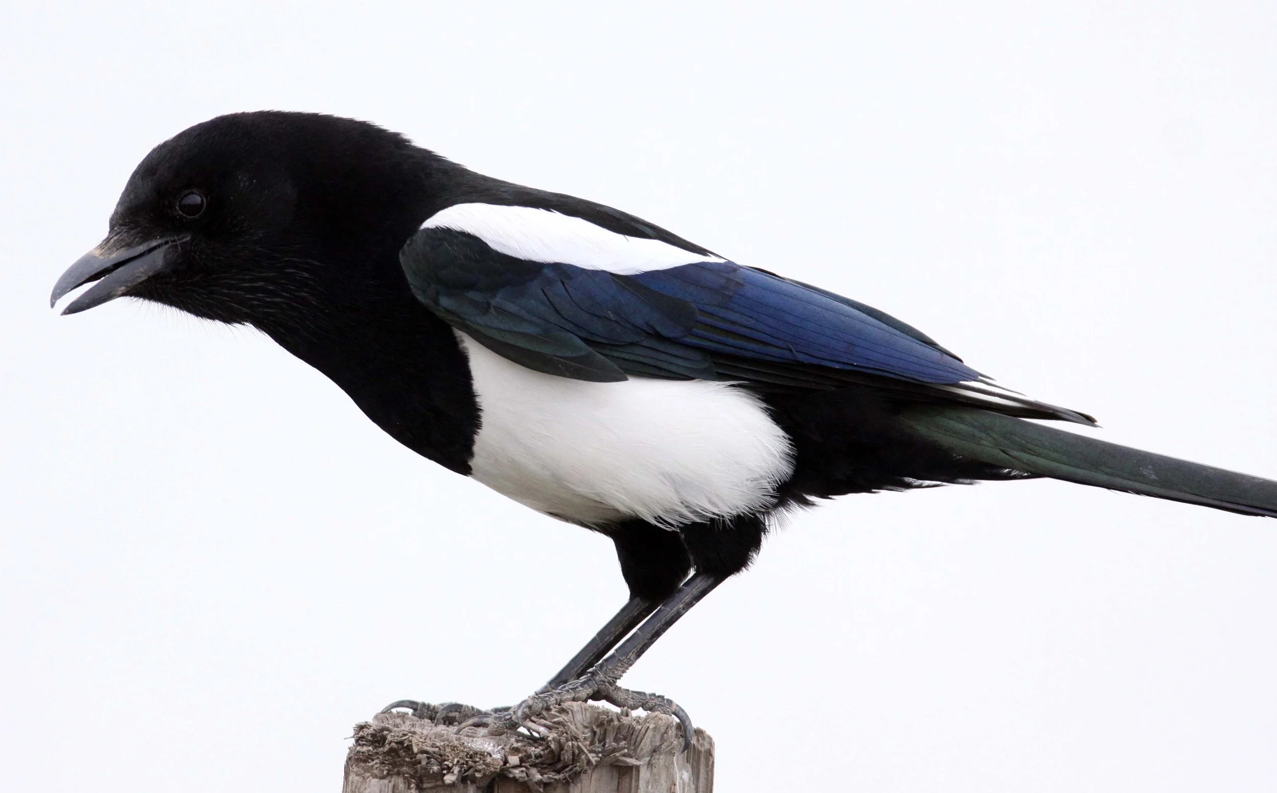 BIRD - MAGPIE - COMMON BLACK-BILLED MAGPIE- YANCHENG CHINA (22).JPG