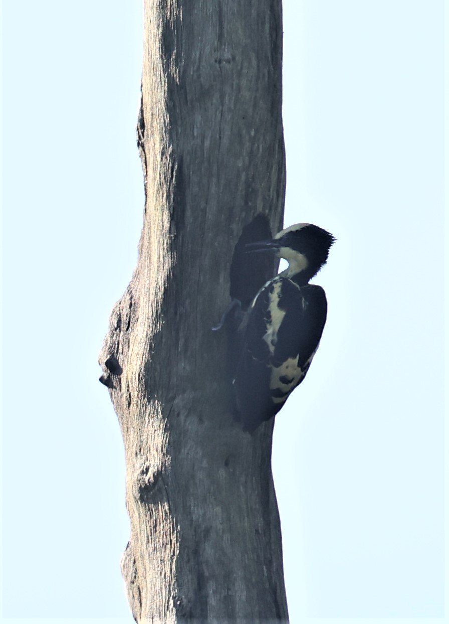 Heart spotted Woodpecker Hemicircus Canente Thailand Coke Smith heart-spotted-woodpecker-hemicircus-canente-thailand-coke-smith