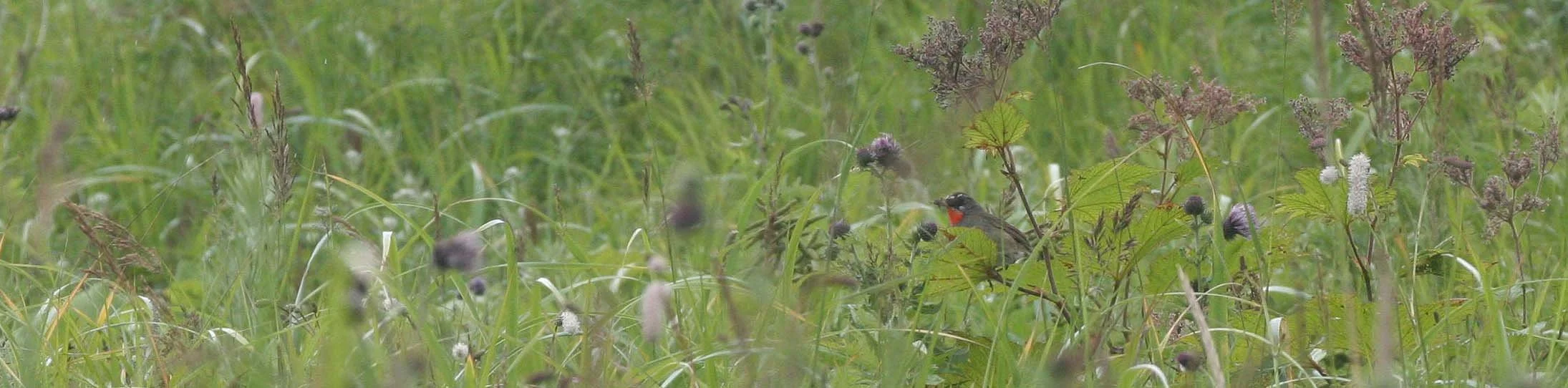 BIRD - SIBERIAN RUBYTHROAT - MONERONE ISLAND RUSSIA (2).jpg