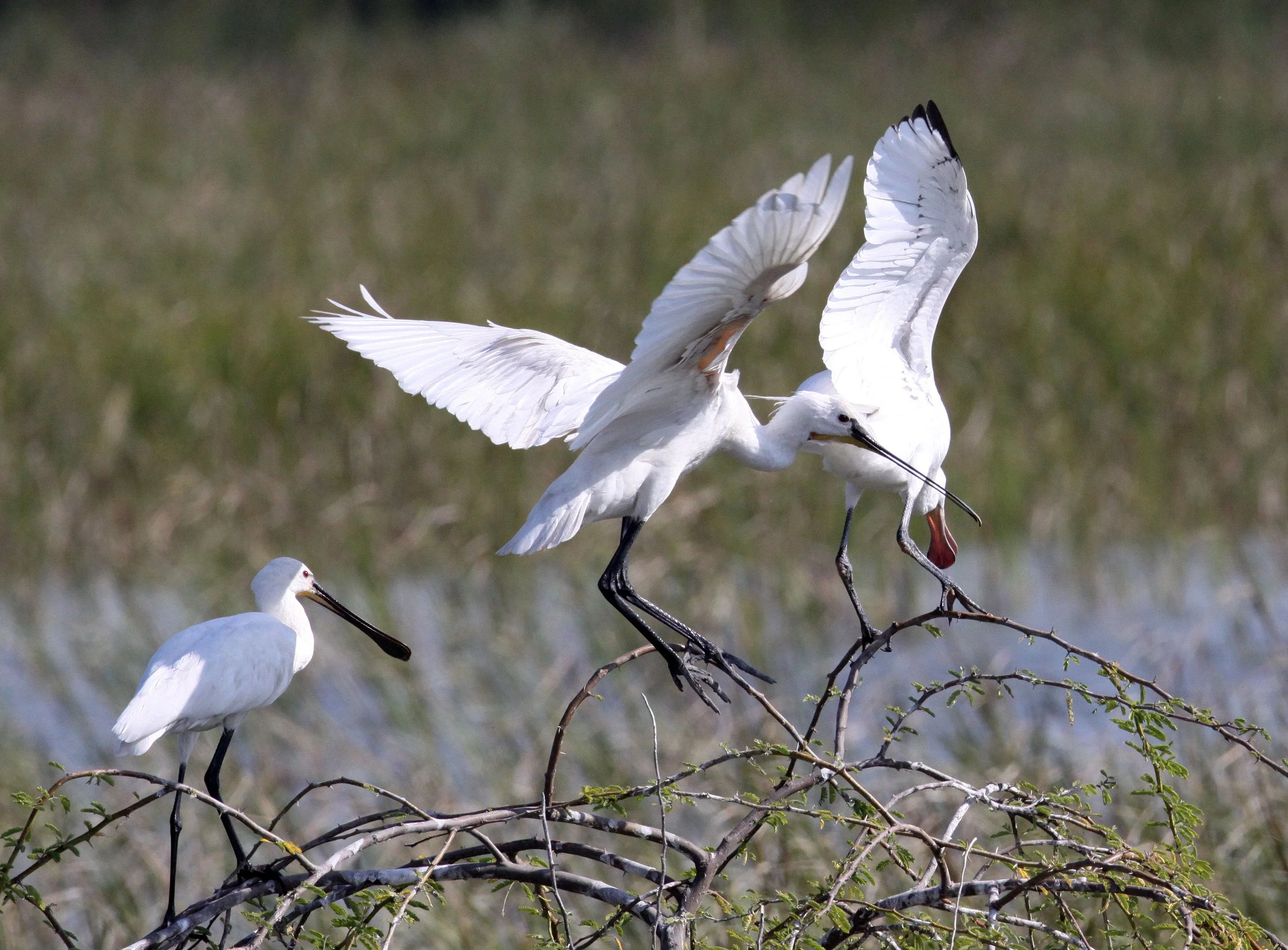 SPOONBILL - EURASIAN SPOONBILL - Platalea leucorodia - LITTLE RANN OF KUTCH GUJARAT INDIA (35).JPG