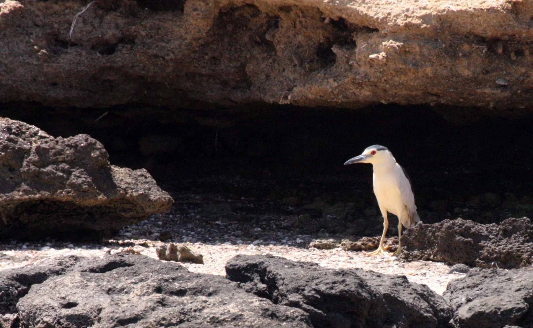 HERON - BLACK-CROWNED NIGHT HERON - Nycticorax nycticorax - SAN IGNACIO LAGOON BAJA MEXICO (6).JPG