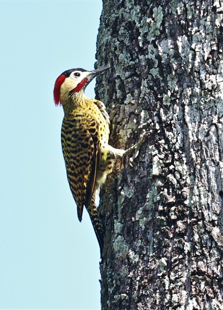 Woodpecker - Green-barred Woodpecker - Colaptes melanochloros - Pousada Aguape - Fazenda São José Zona Rural, Aquidauana, Mato Grosso do Sul, Brazil (11).JPG