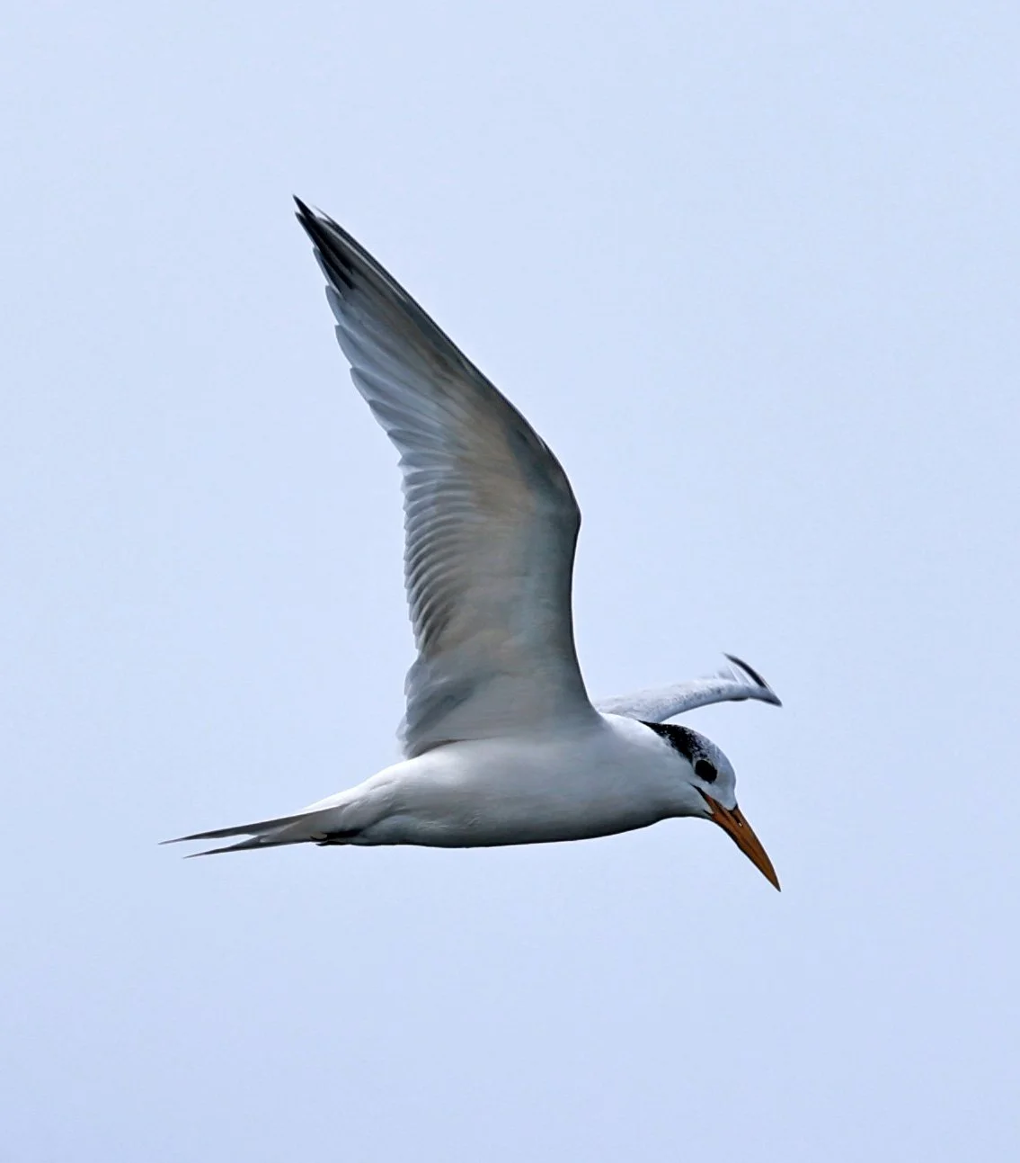 Little Tern (Sternula albifrons) Superagüi National Park