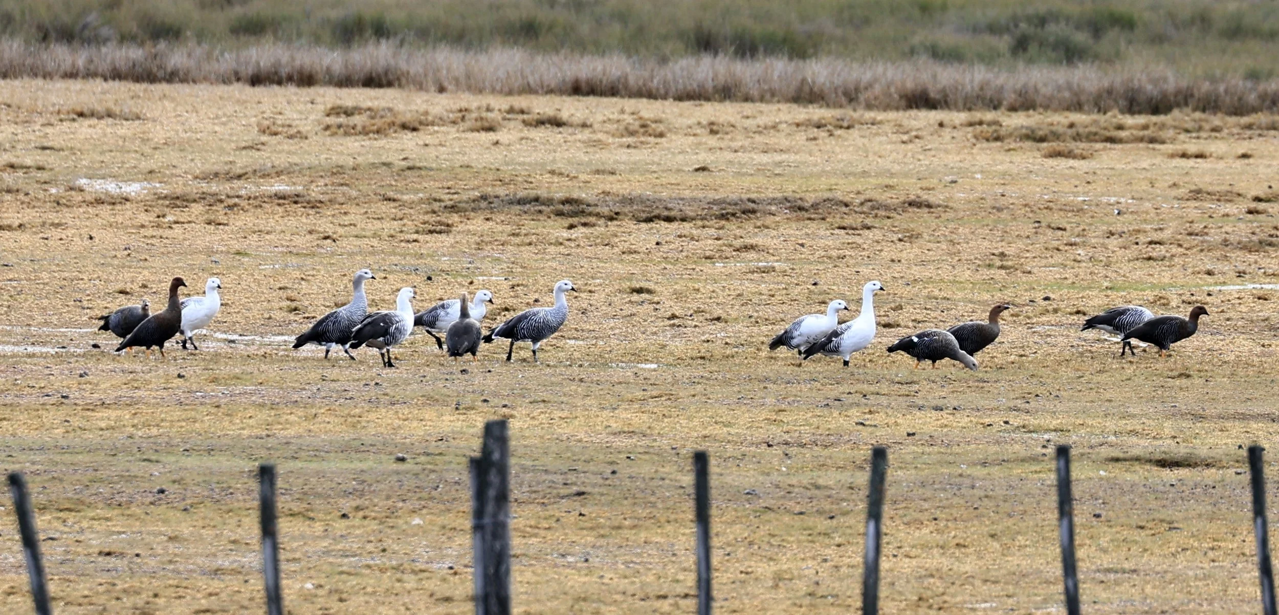 Upland Goose (Chloephaga picta) Valdes Peninsula, Chubut Province, Argentina Day 2 (4).jpg