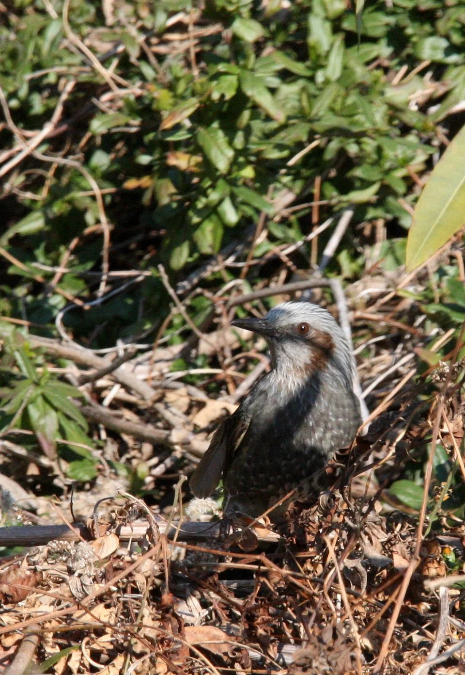 BULBUL - BROWN-EARD BULBUL - Hypsipetes amaurotis - SHIZUOKA COASTLINE JAPAN (7).JPG