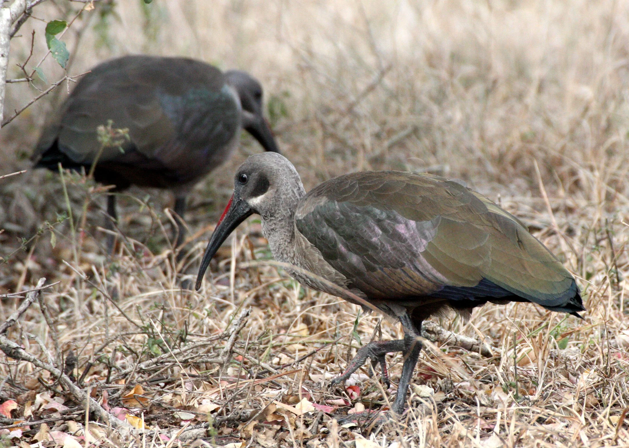 IBIS - HADADA IBIS - Bostrychia hagedash - IMFOLOZI NATIONAL PARK SOUTH AFRICA (9).JPG