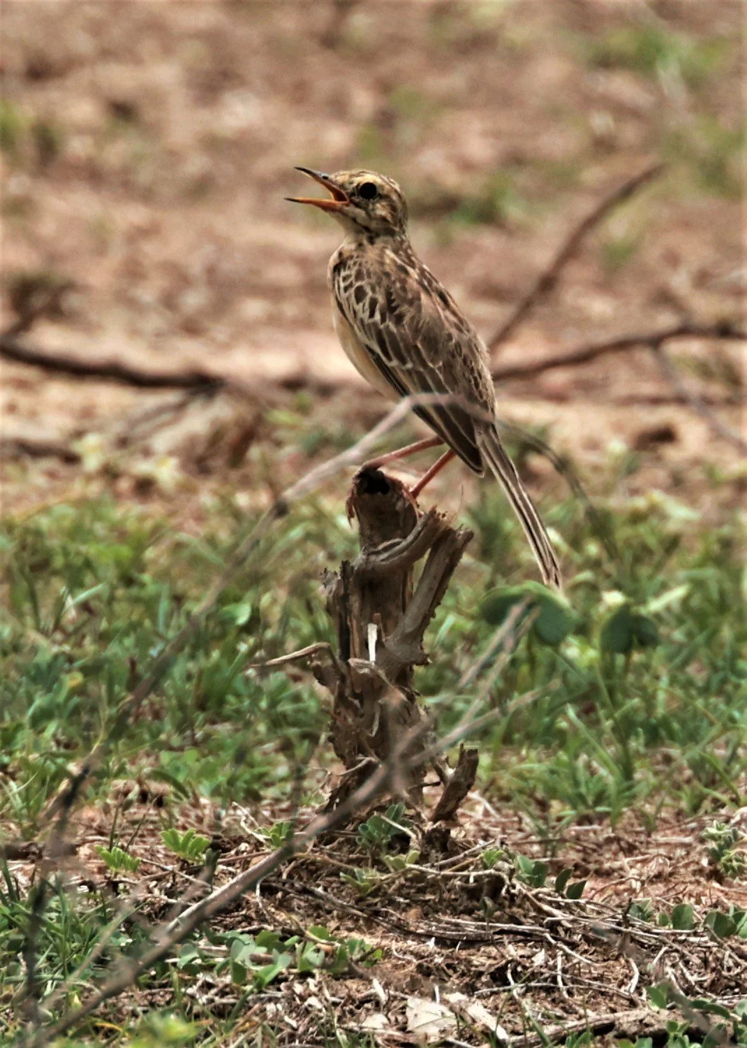 Paddyfield Pipit (Anthus rufulus) PHU PLU SCRUBLANDS PETBURI (3).jpg