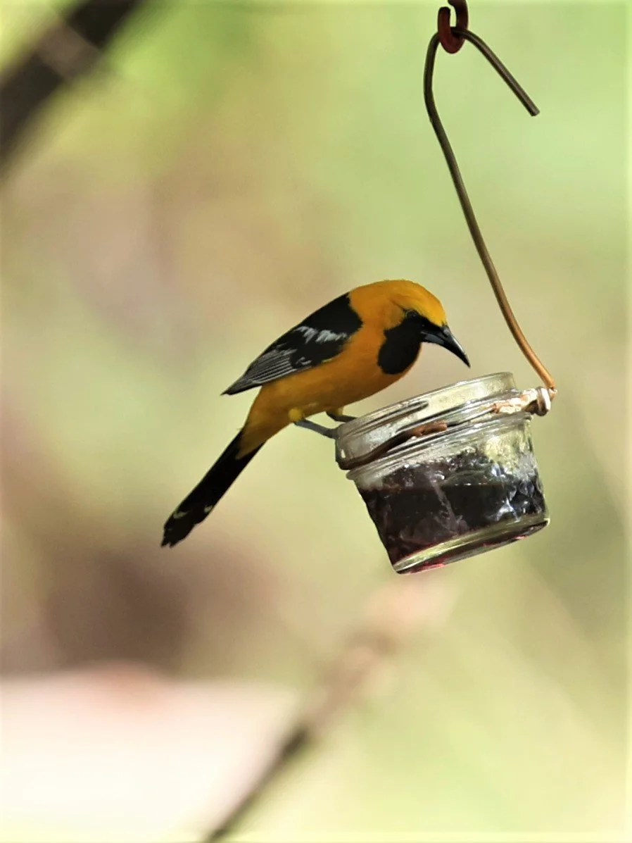 Hooded Oriole (Icterus cucullatus) Cave Creek Arizona (3).jpg