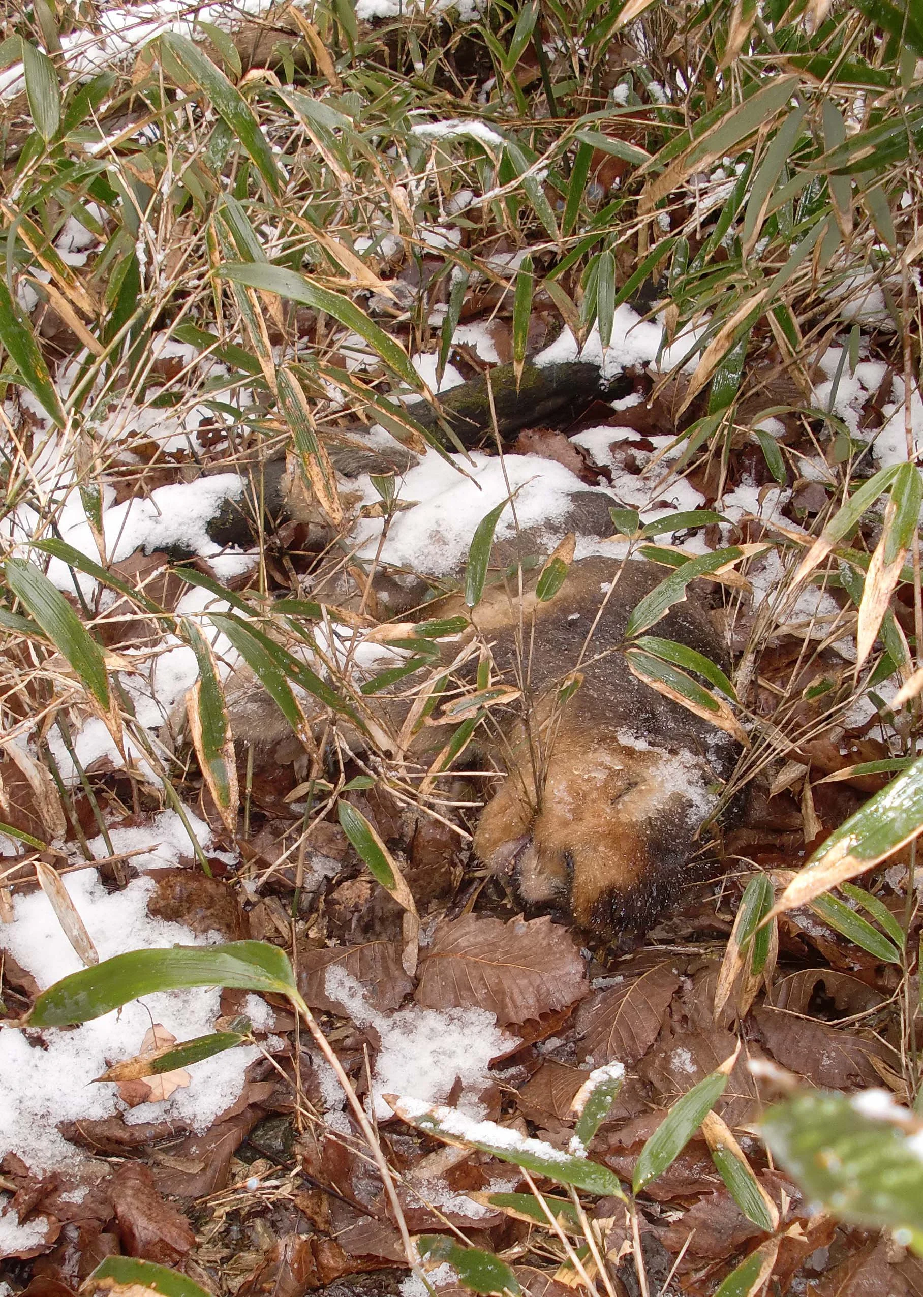 FOPING NATURE RESERVE - SHAANXI PROVINCE CHINA (62).JPG