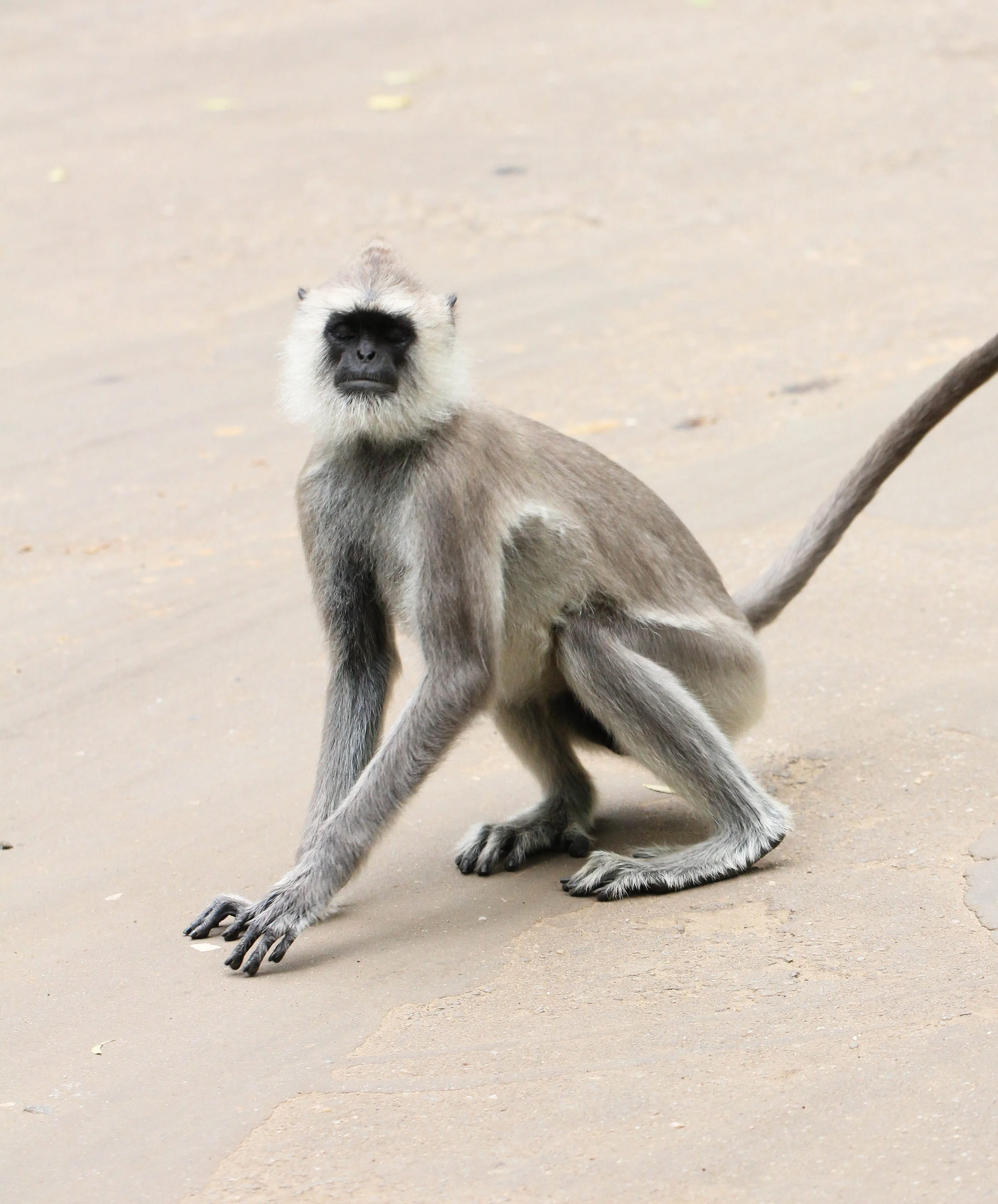 CERCOPITHECIDAE - Semnopithecus priam thersites - SRI LANKAN GRAY (TUFTED) LANGUR - SRIGIRIYA FOREST AND FORTRESS AREA SRI LANKA (3).JPG