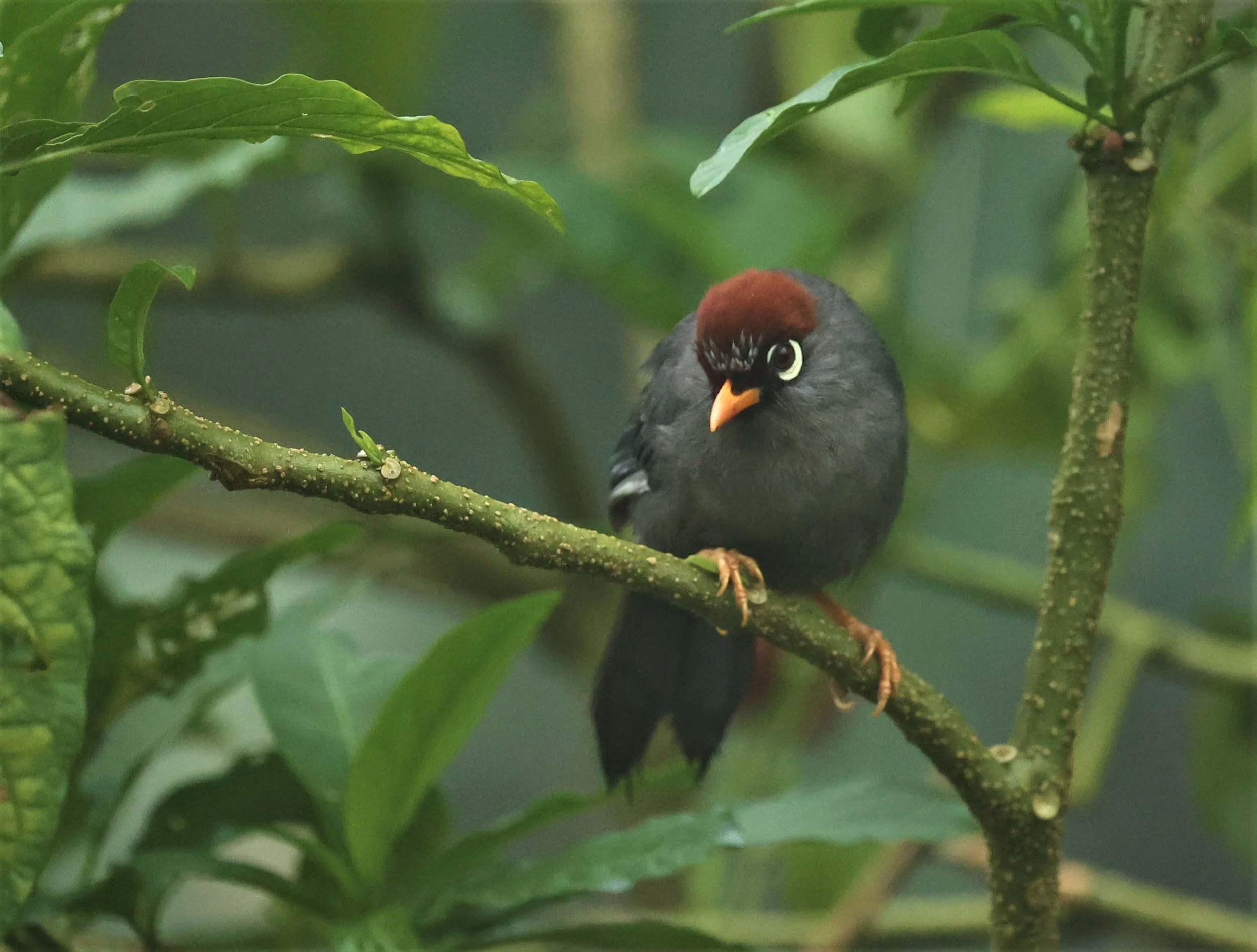 Pterorhinus mitratus - CHESTNUT-CAPPED LAUGHINGTHRUSH - FRASER'S HILL RAUB DISTRICT PAHANG MALAYSIA (28).jpg