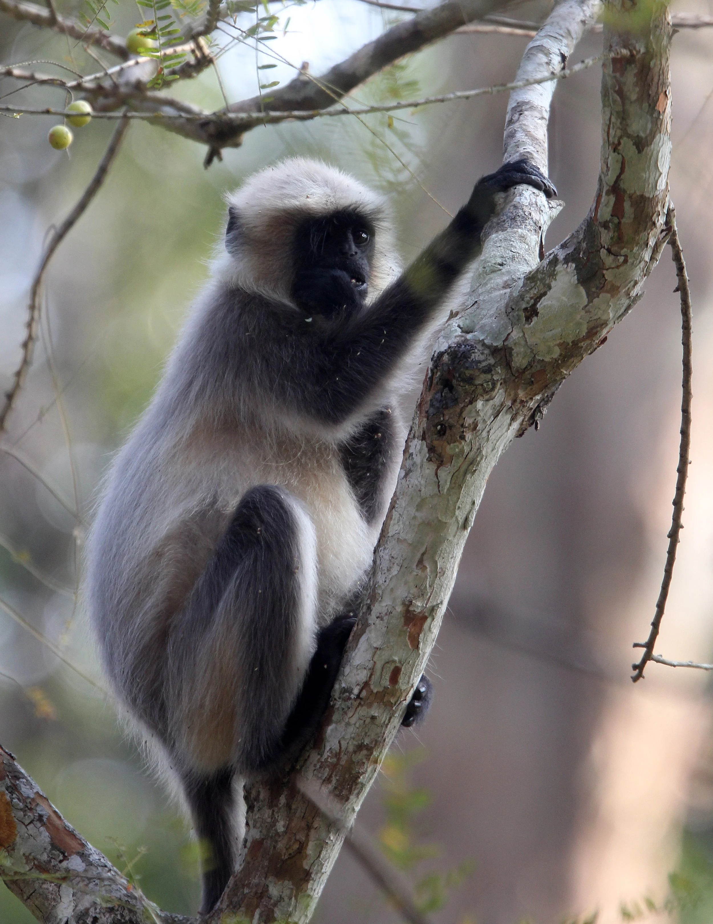 CERCOPITHECIDAE - Semnopithecus hypoleucos iulus - MALABAR SACRED (BLACK-FOOTED) LANGUR - THOLPETTY RESERVE WAYANAD KERALA INDIA (68).JPG
