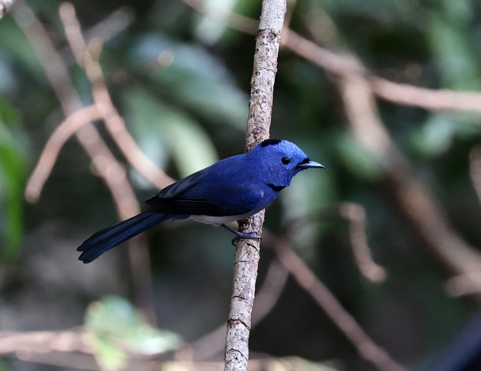 Black-naped Monarch (Hypothymis azurea) The Rock Viewpoint, Khammouane Province Laos  (6).jpg