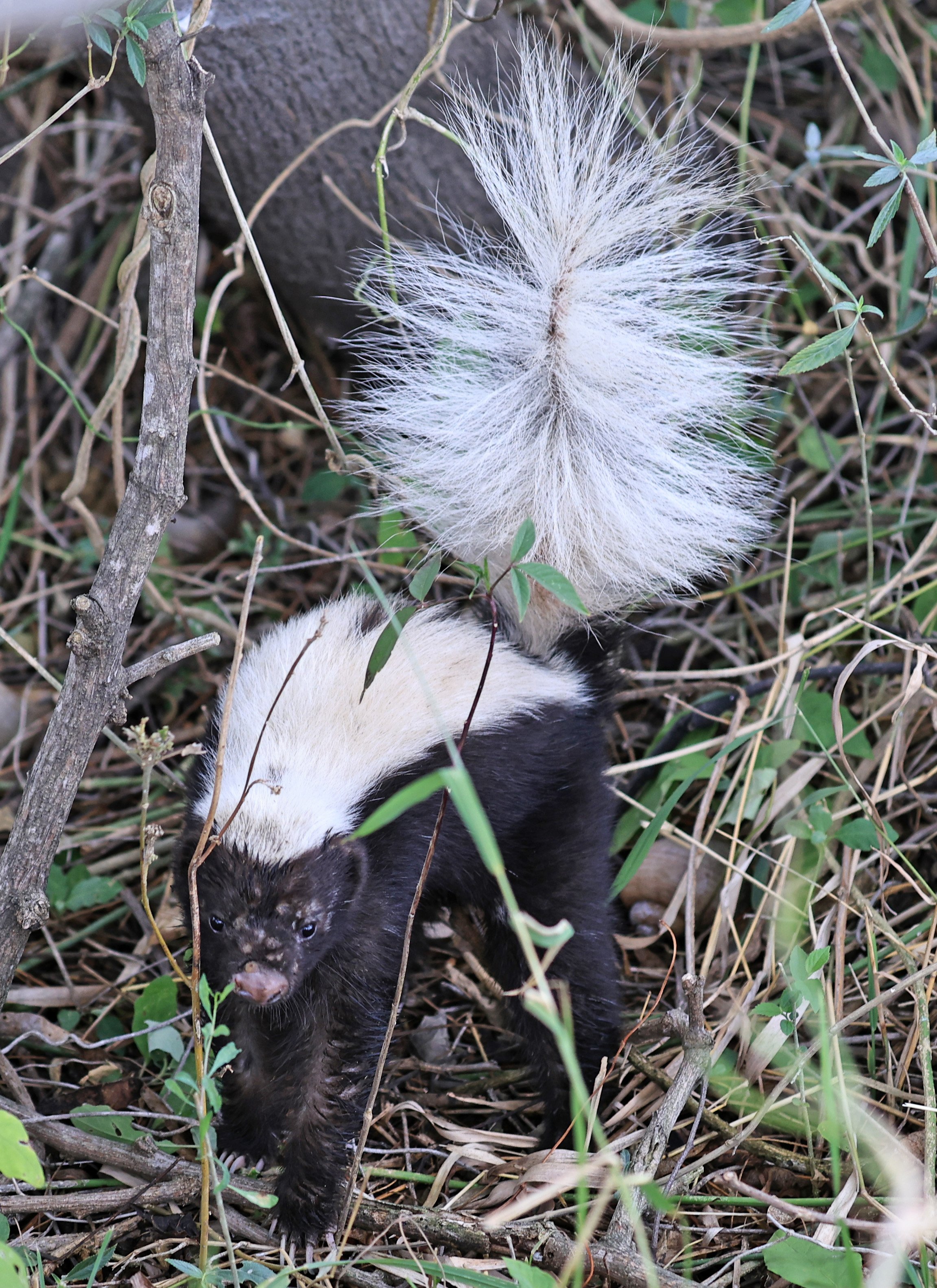 Molina's Hog-nosed Skunk (Conepatus chinga) Estancia Campo'i Paraguay  (26).jpg