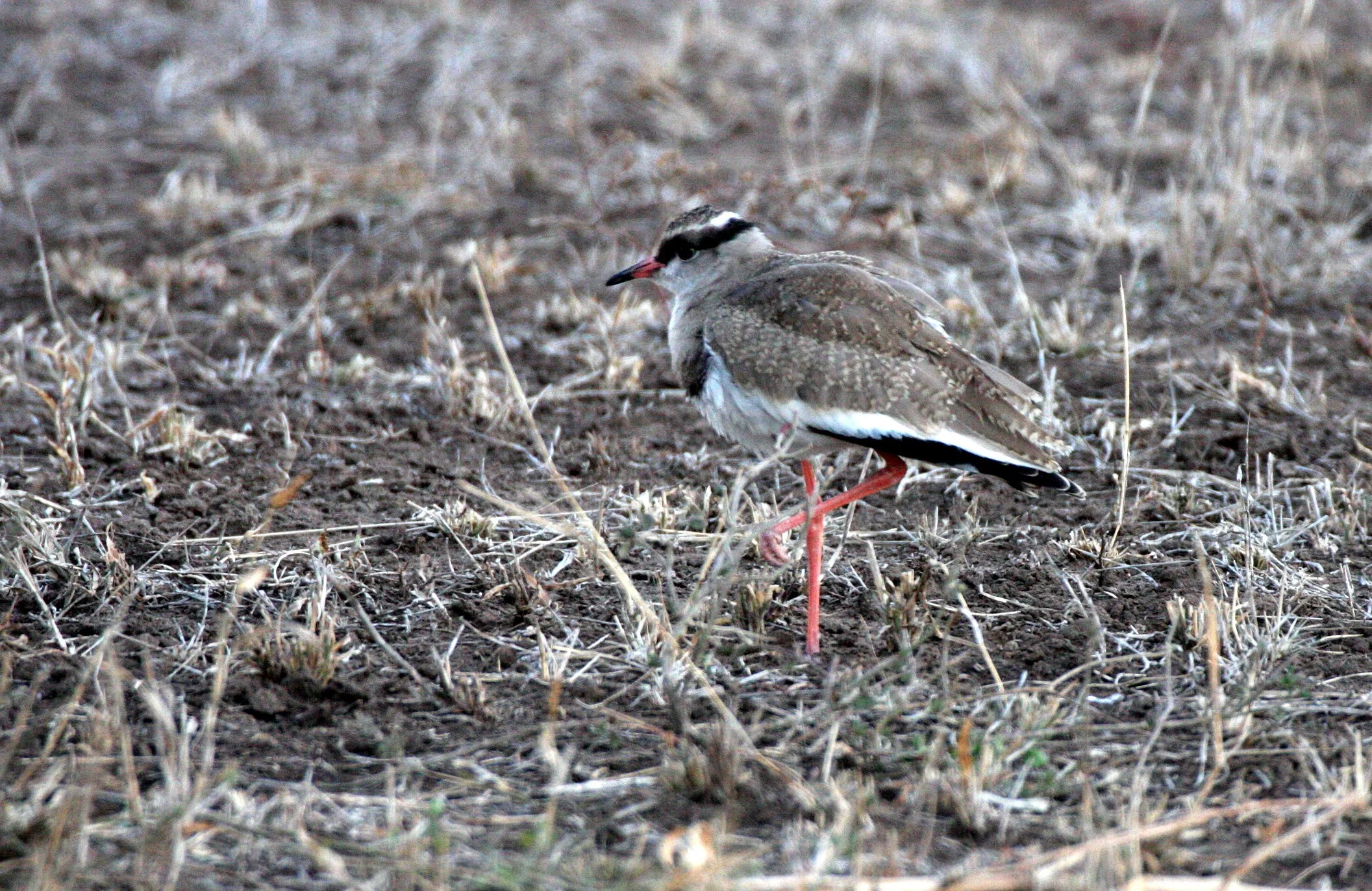 LAPWING - CROWNED LAPWING - Vanellus coronatus - IMMATURE - KRUGER NATIONAL PARK SOUTH AFRICA.JPG