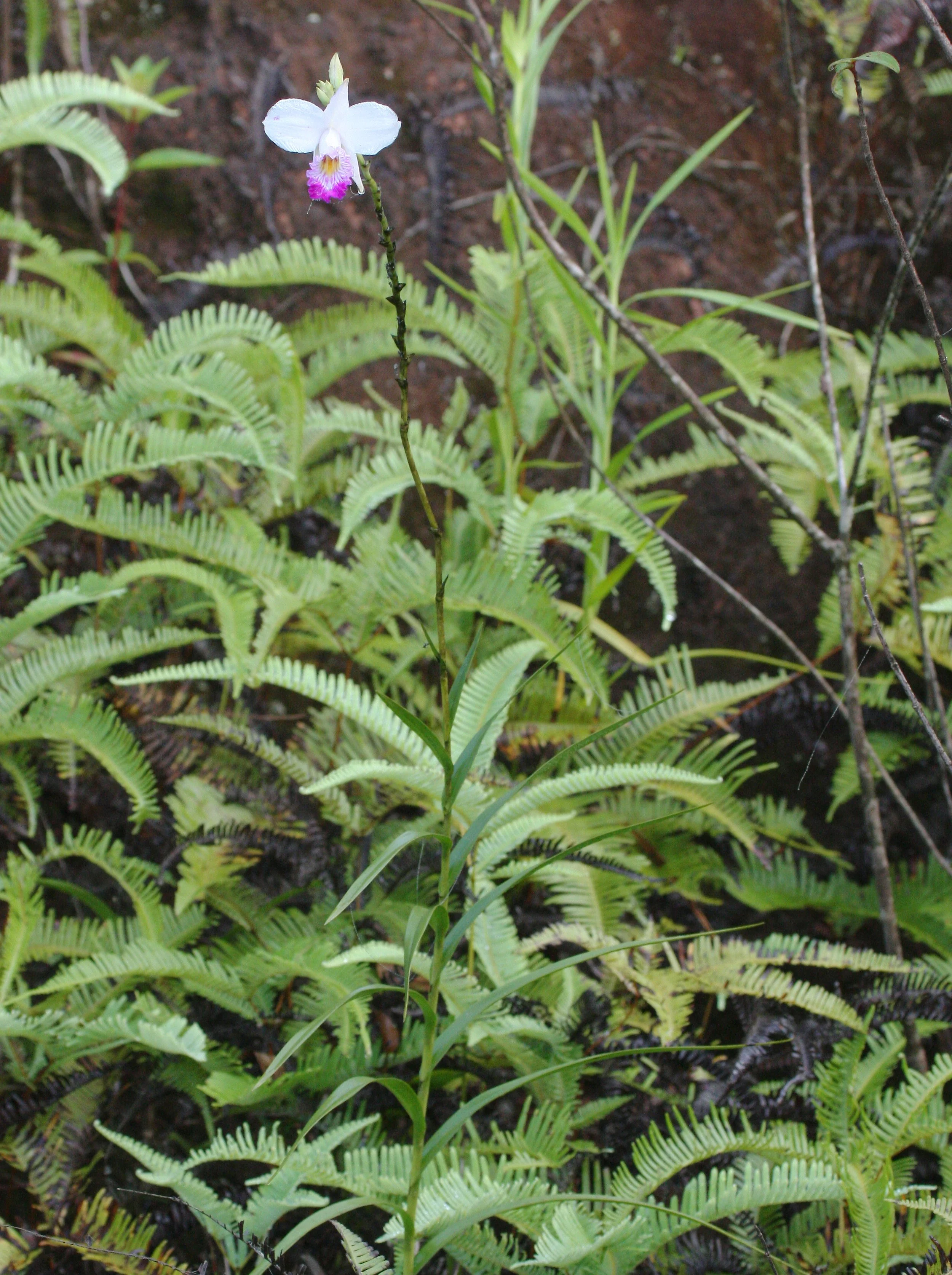 KRUNG CHIN NP - ORCHID SPECIES (4).JPG