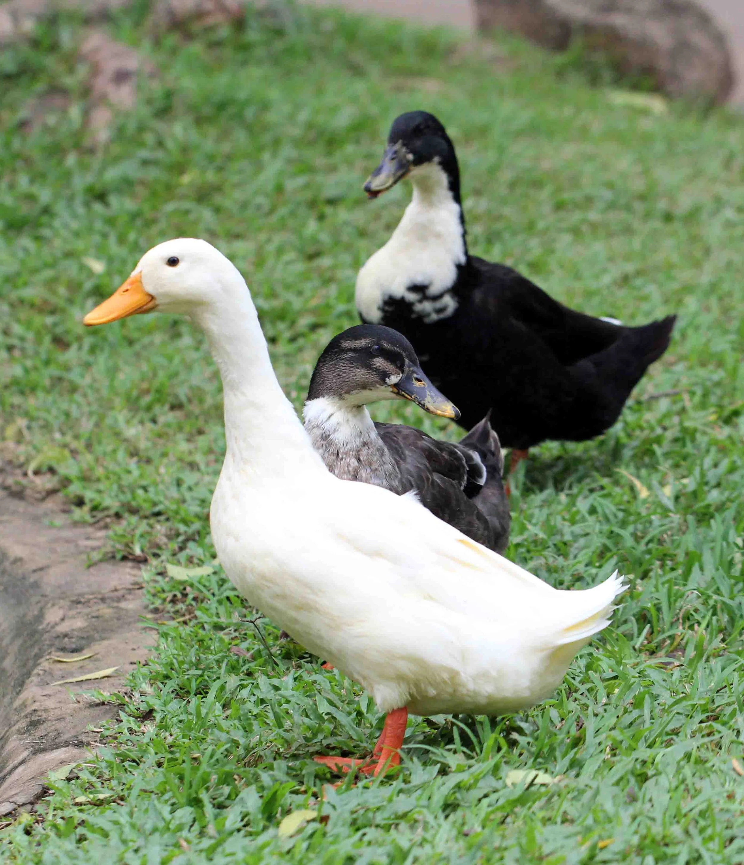 NUWARA ELIYA SRI LANKA (1).JPG