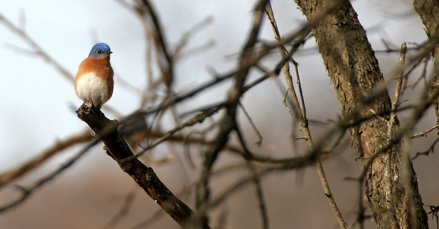 Eastern Bluebird (Sialia sialis) Lincoln Marsh Wheaton Illinois (5).JPG