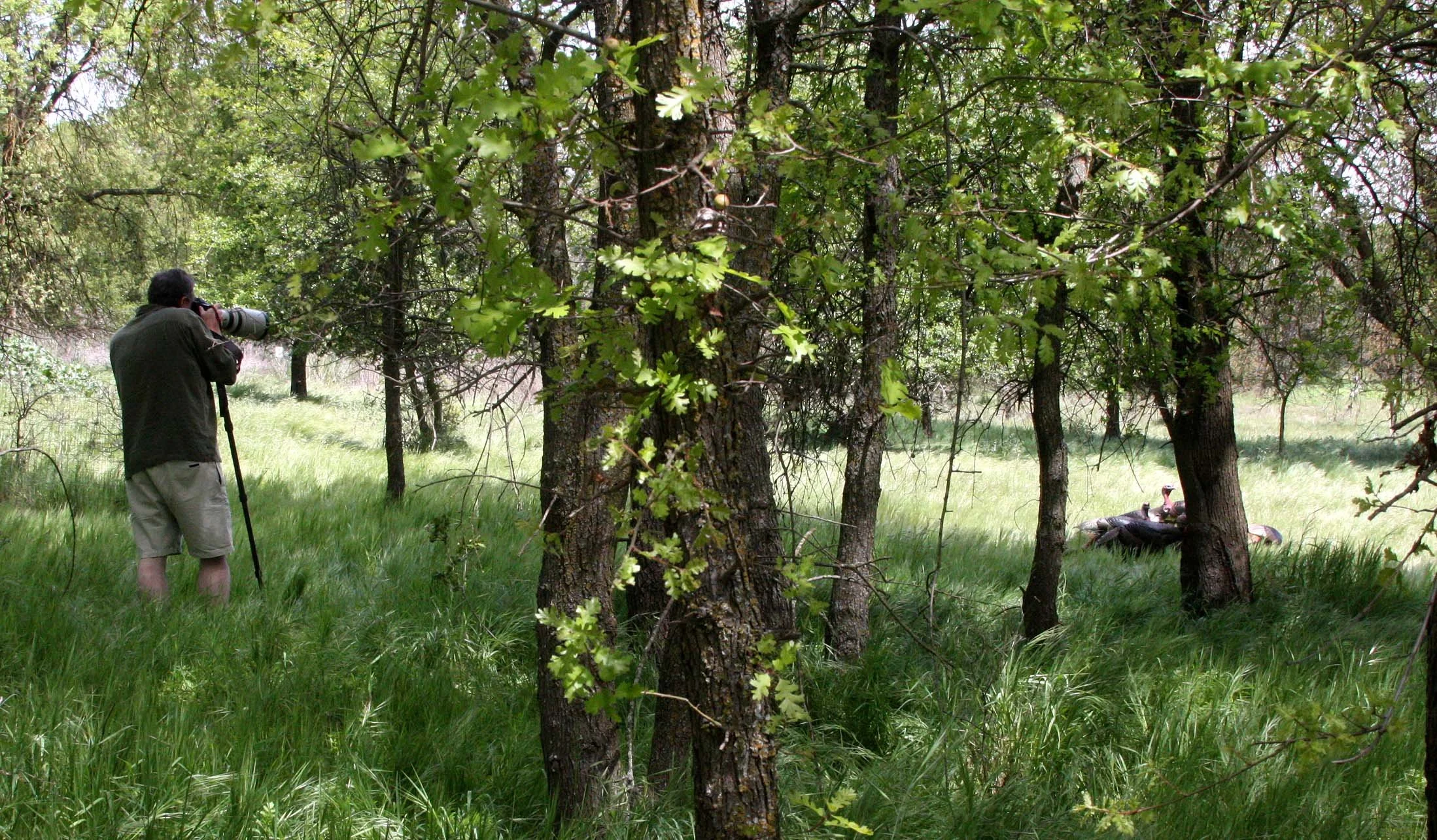 2010-4-10 EFFIE YEAW NATURE RESERVE SACRAMENTO CALIFORNIA (3).JPG