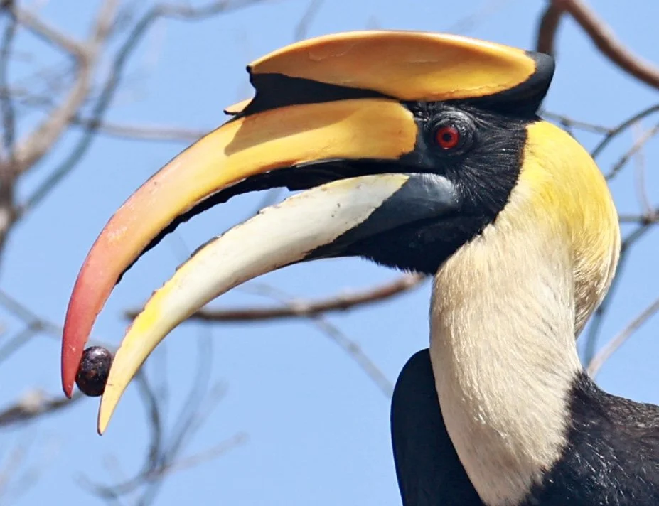 Great hornbill (Buceros bicornis) Pak Chong Mu Si Municipality Feb 2026 (7).jpg