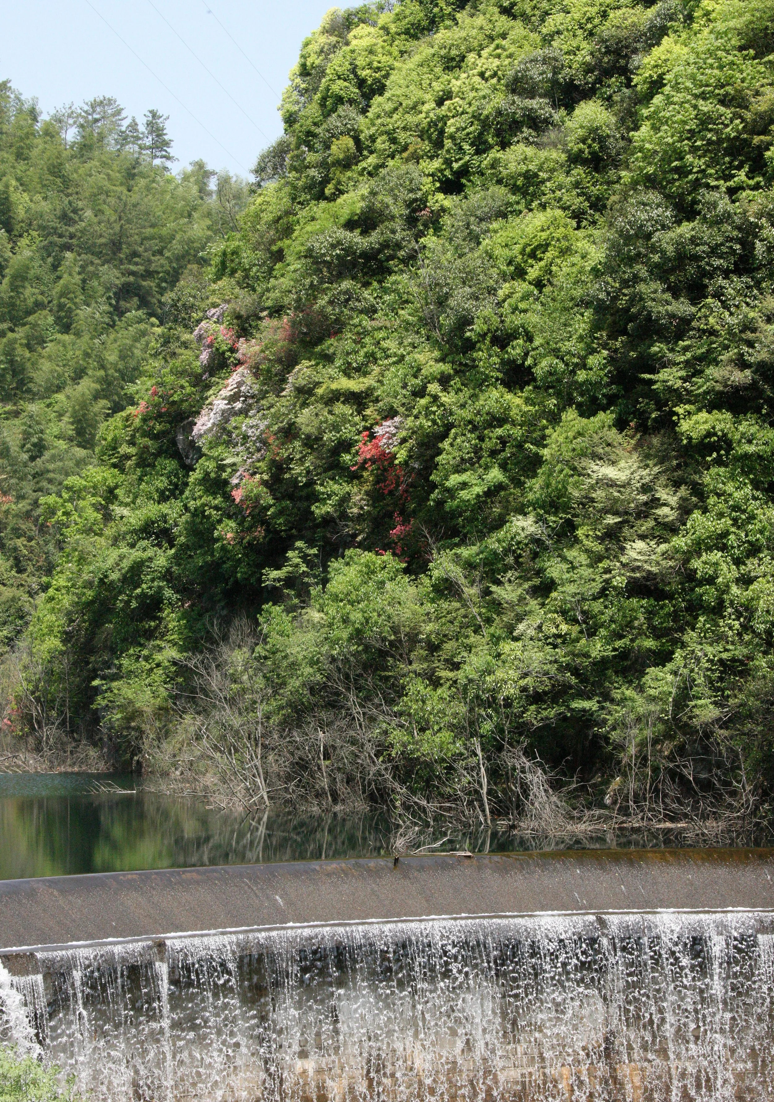 MONKEY VALLEY - FUXI VILLAGE NEAR HUANGSHAN CHINA (10).JPG