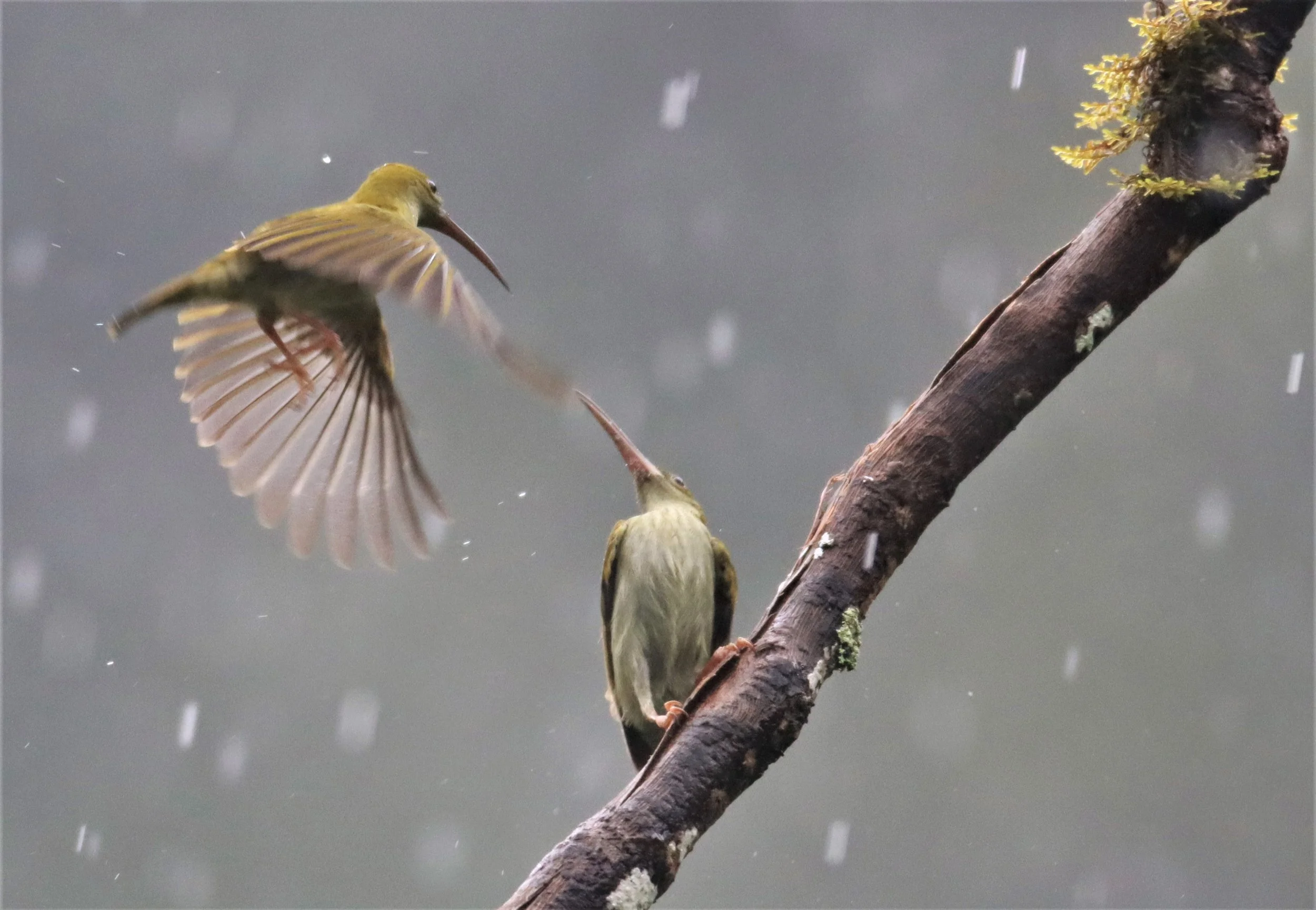 SPIDERHUNTER - GREY-BREASTED SPIDERHUNTER - Arachnothera modesta - KHAO SOK SURAT THANI (77).jpg