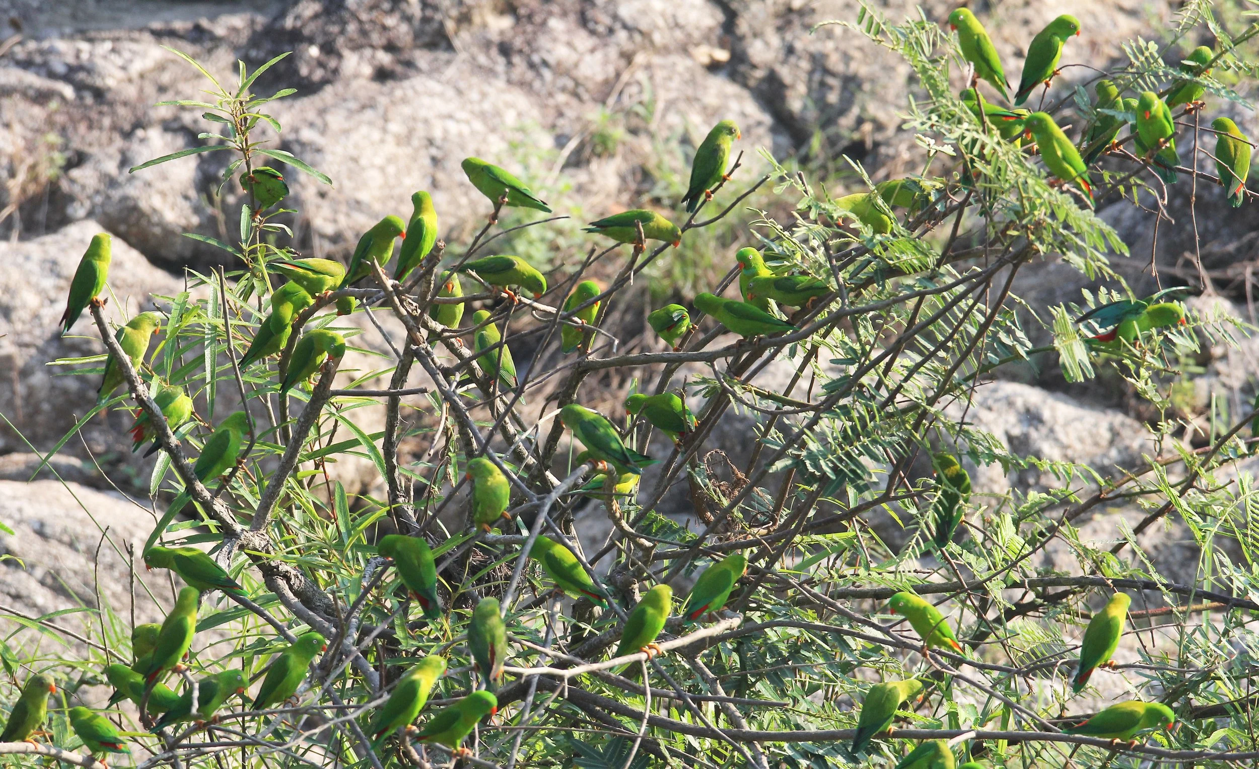 BIRD - PARROT - VERNAL HANGING PARROT - KHAO BAN DAI - HUAI KHA KHAENG NATURE RESERVE - THAILAND (17).JPG