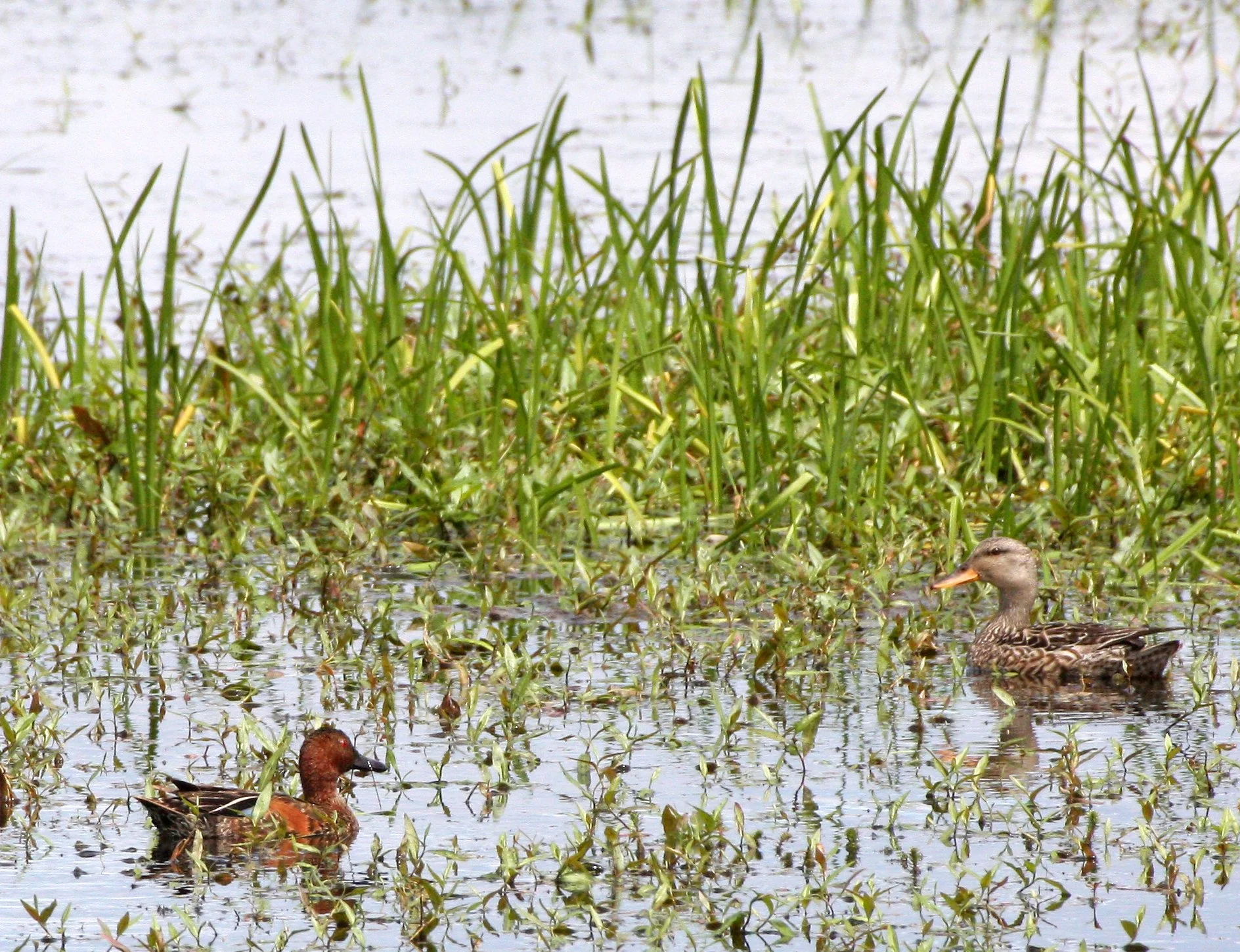 Cinnamon Teal (Spatula cyanoptera) Ridgefield NWR, Washington 
