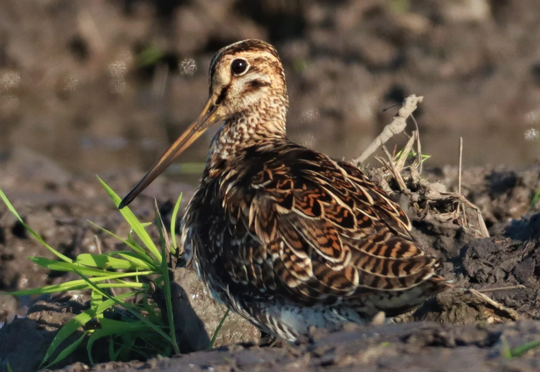 SNIPE - PINTAIL SNIPE - Gallinago stenura - PATHUM THANI RICE RESEARCH CENTER AUGUST 24 2021 (86).jpg