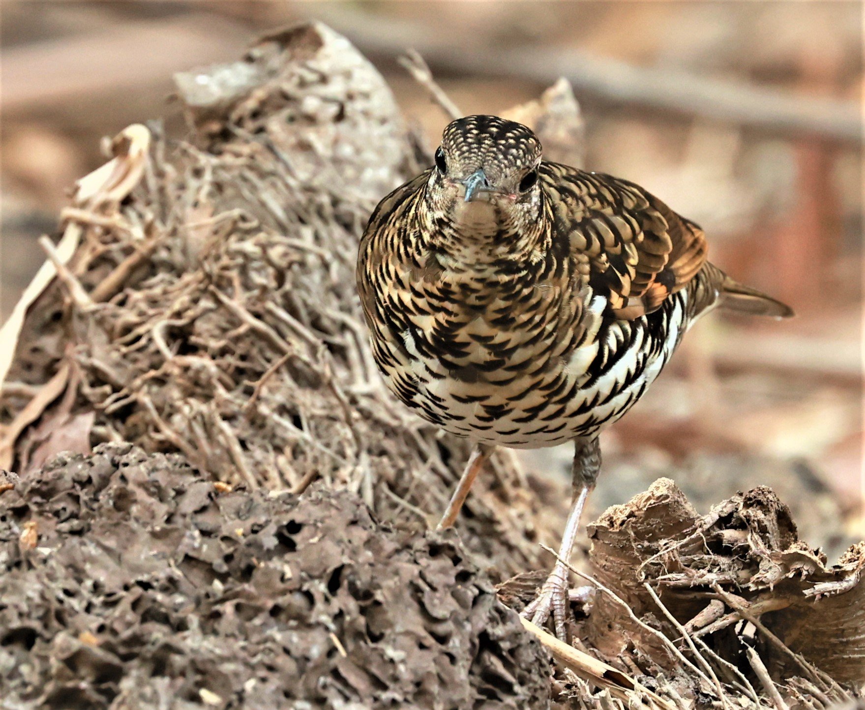 White's Thrush (Zoothera aurea) Putthamonthon Park Nakhon Pathom Thailand (169).jpg