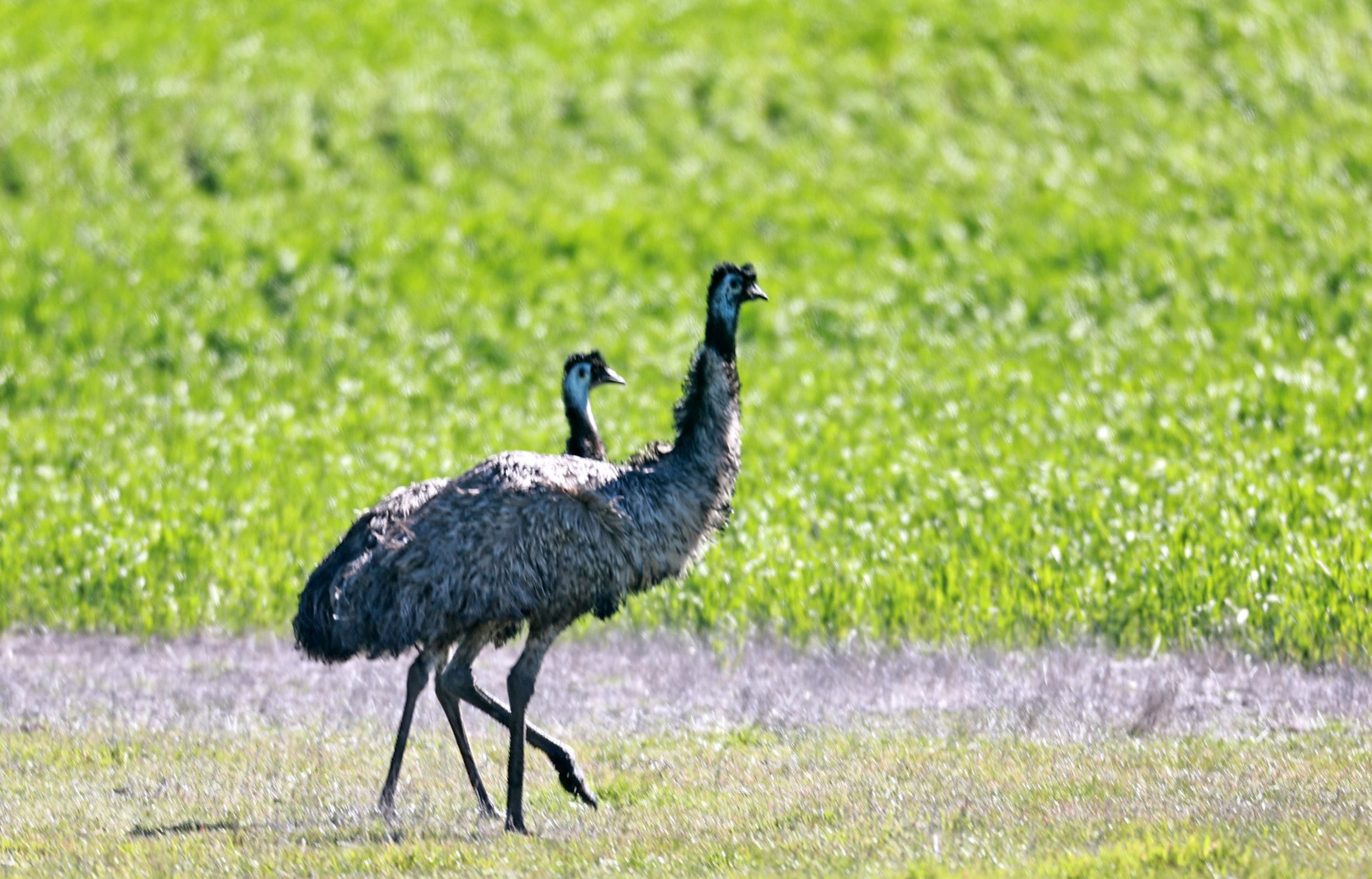Emu (Dromaius novaehollandiae) Stirling Range NP - Western Australia (6).jpg