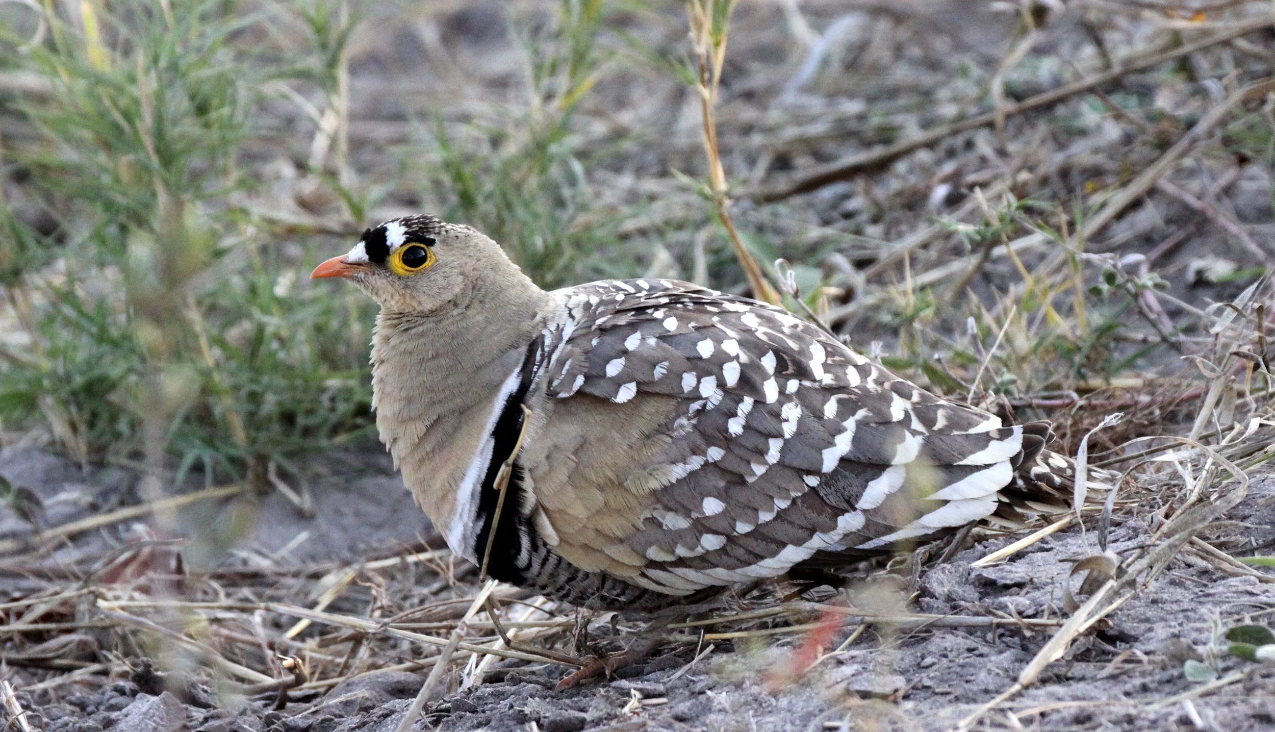 Double-banded Sandgrouse (Pterocles bicinctus) Khwai Camp Okavango Botswana (1).JPG