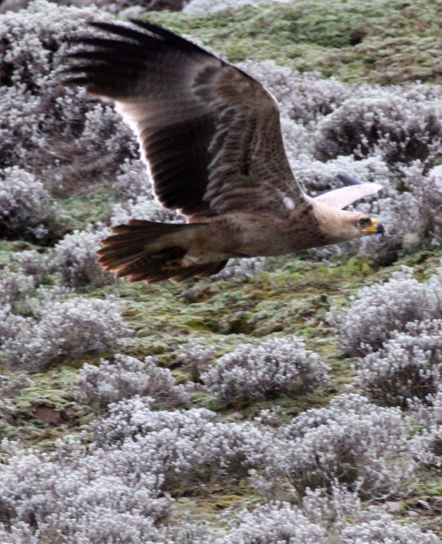 Aquila rapax - TAWNY EAGLE - BALE MOUNTAINS NATIONAL PARK ETHIOPIA aa2 (5).JPG