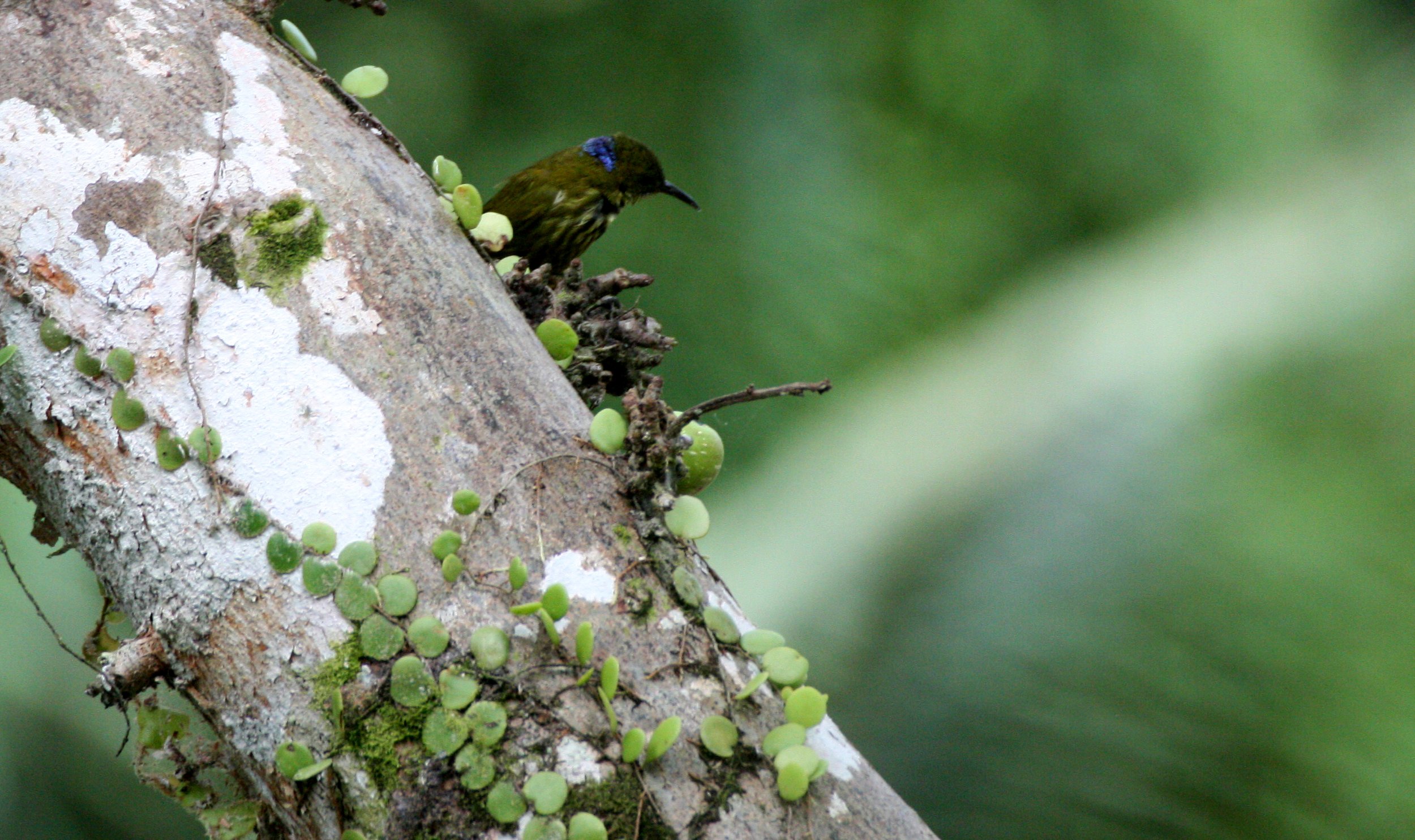 SUNBIRD - PURPLE-NAPED SUNBIRD - Hypogramma hypogrammicum - KRUNG CHIN NP THAILAND  (8).JPG