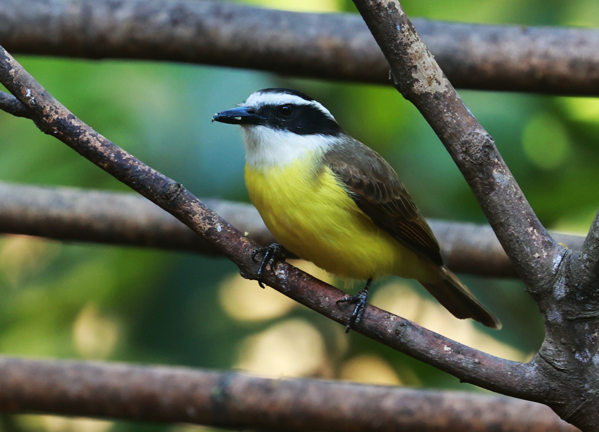 Kiskadee - Great Kiskadee - Pitangus sulphuratus - Alfonso Claudio, Espirito Santo, Brazil (10)a.JPG