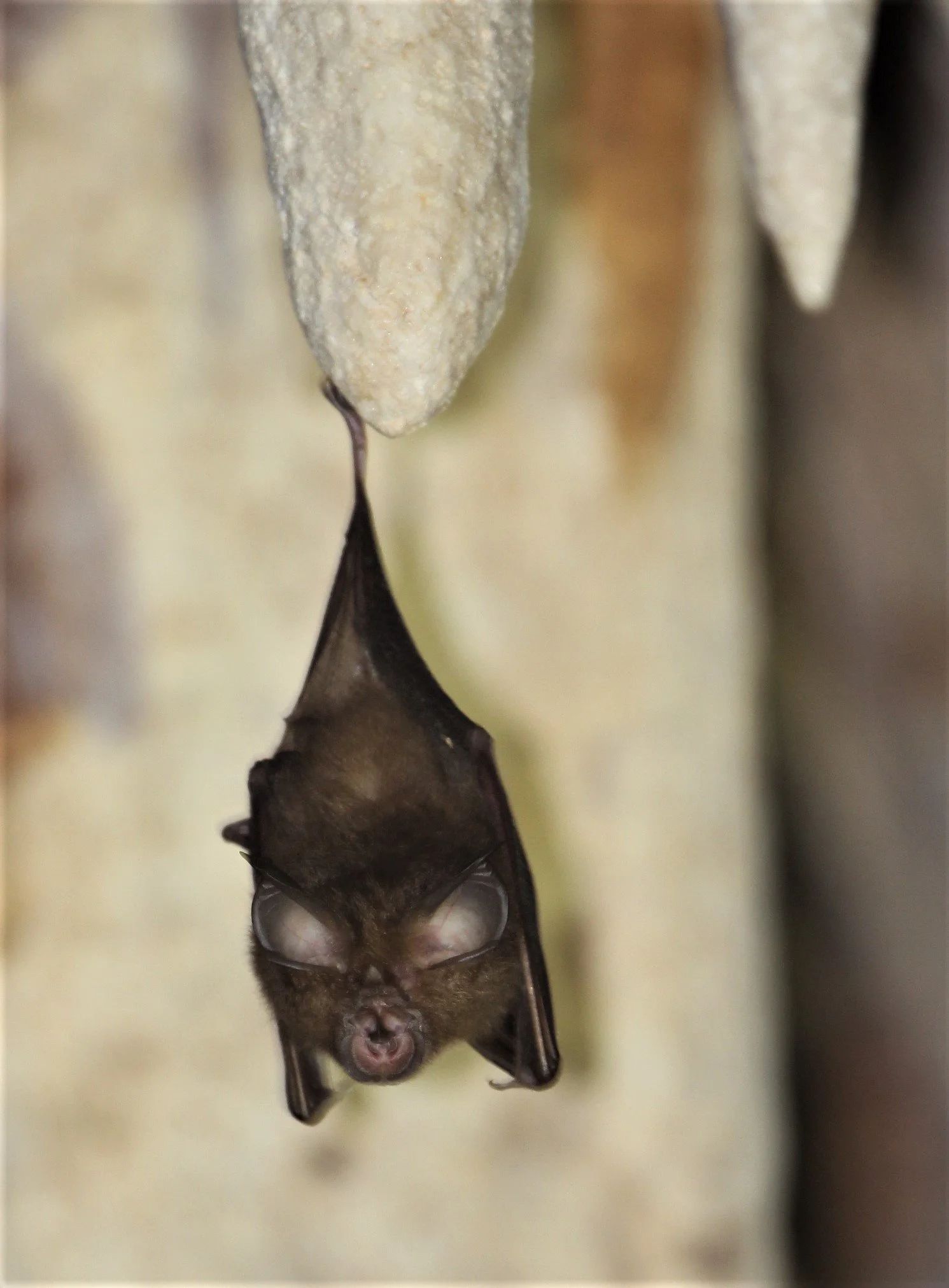 Malaysian Horseshoe Bat (Rhinolophus malayanus) Dao Wa Dung Cave Sai Yok NP, Kanchanaburi
