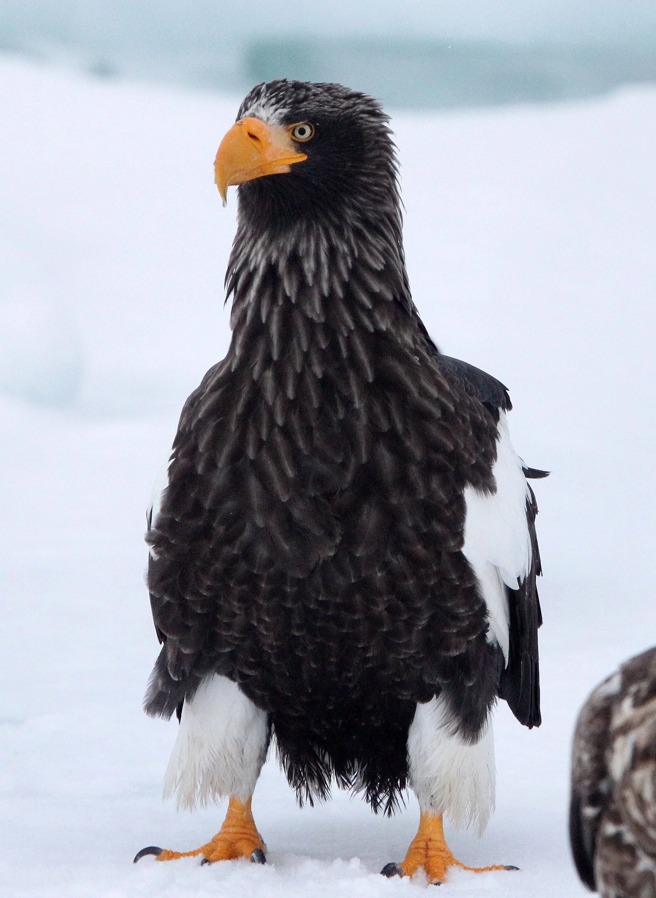 BIRD - EAGLE - STELLER'S SEA EAGLE - RAUSU, SHIRETOKO PENINSULA & NATIONAL PARK - HOKKAIDO JAPAN (7).JPG