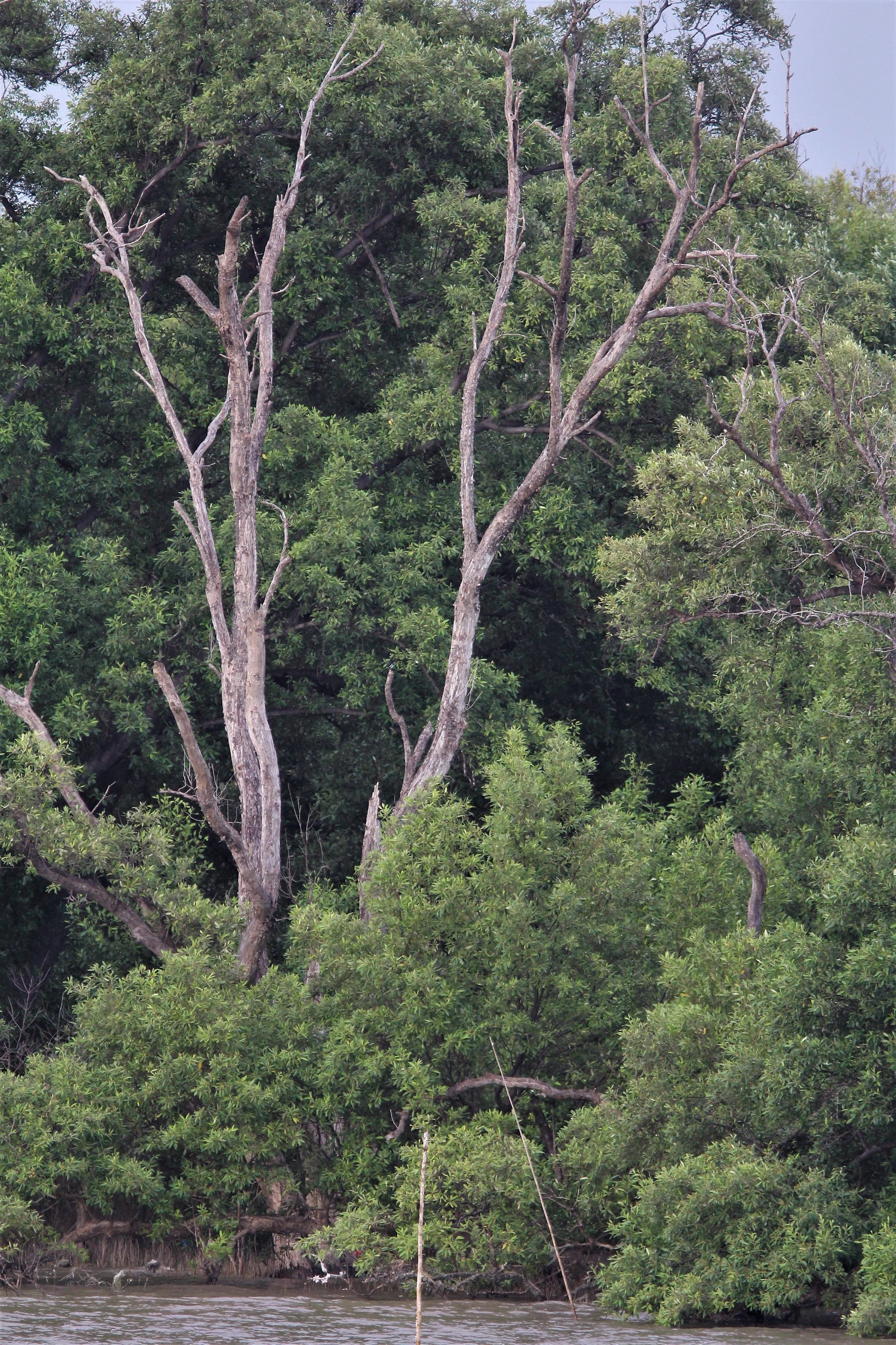 2019 Ban Pak Khlong Pramong in Chachoengsao Whale Trip (11).JPG
