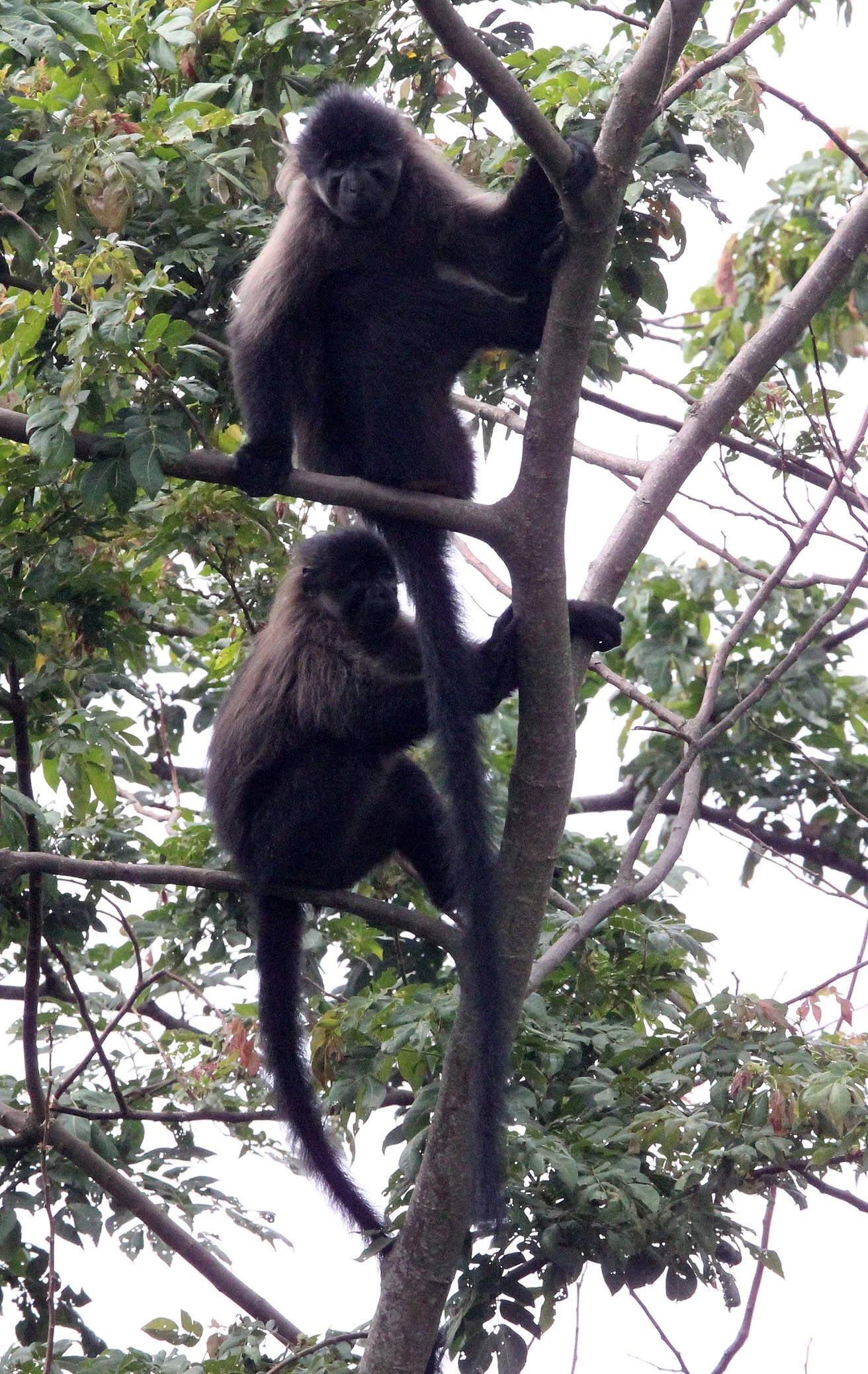 CERCOPITHECIDAE - Lophocebus ugandae - UGANDAN CRESTED MANGABEY - KIBALE NATIONAL PARK UGANDA (101).JPG