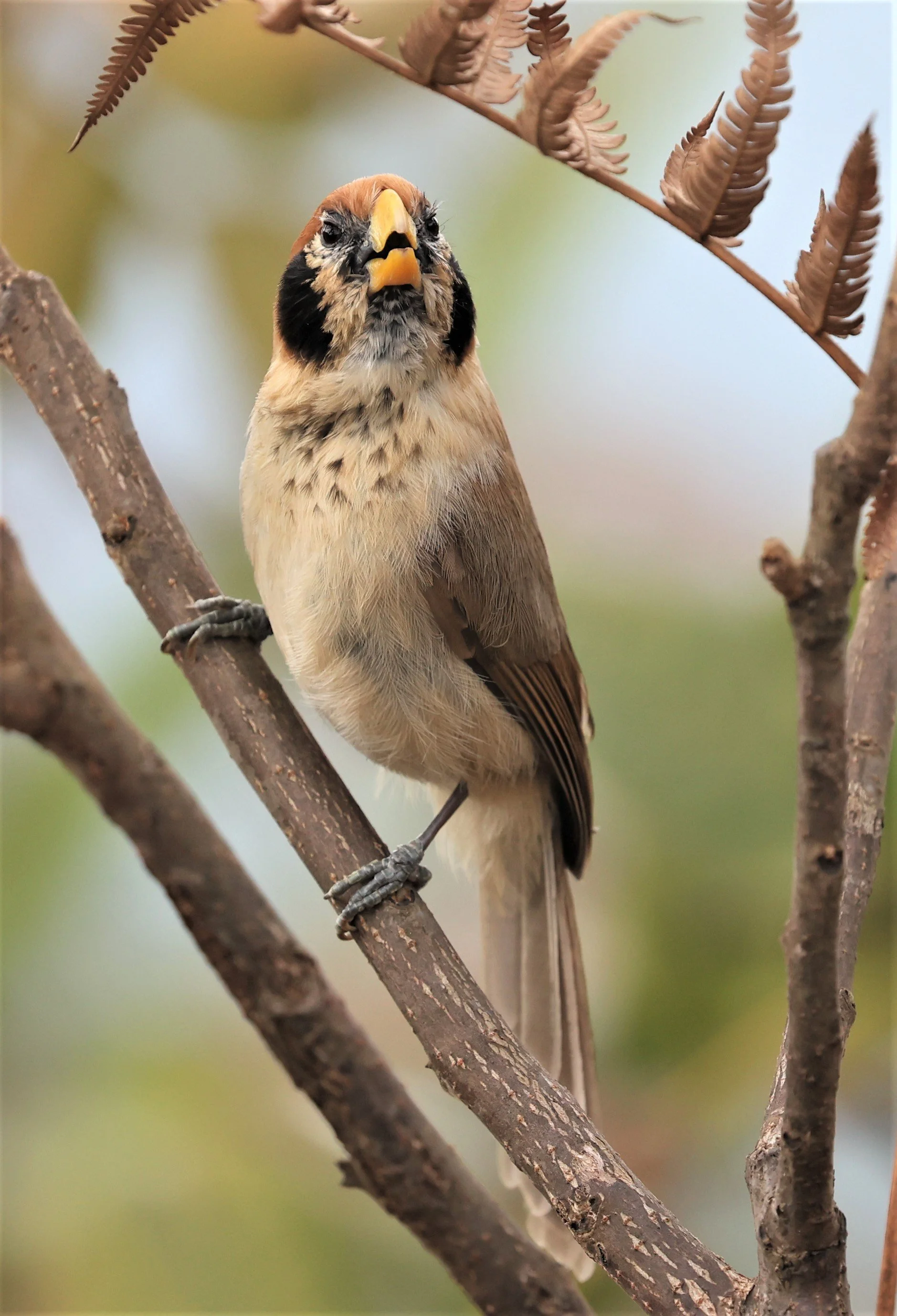 PARROTBILL - SPOT-BREASTED PARROTBILL - Paradoxornis guttaticollis - DOI LANG WEST, DOI PHA HOM POK NP, CHIANG MAI DEC 2021 (38).jpg