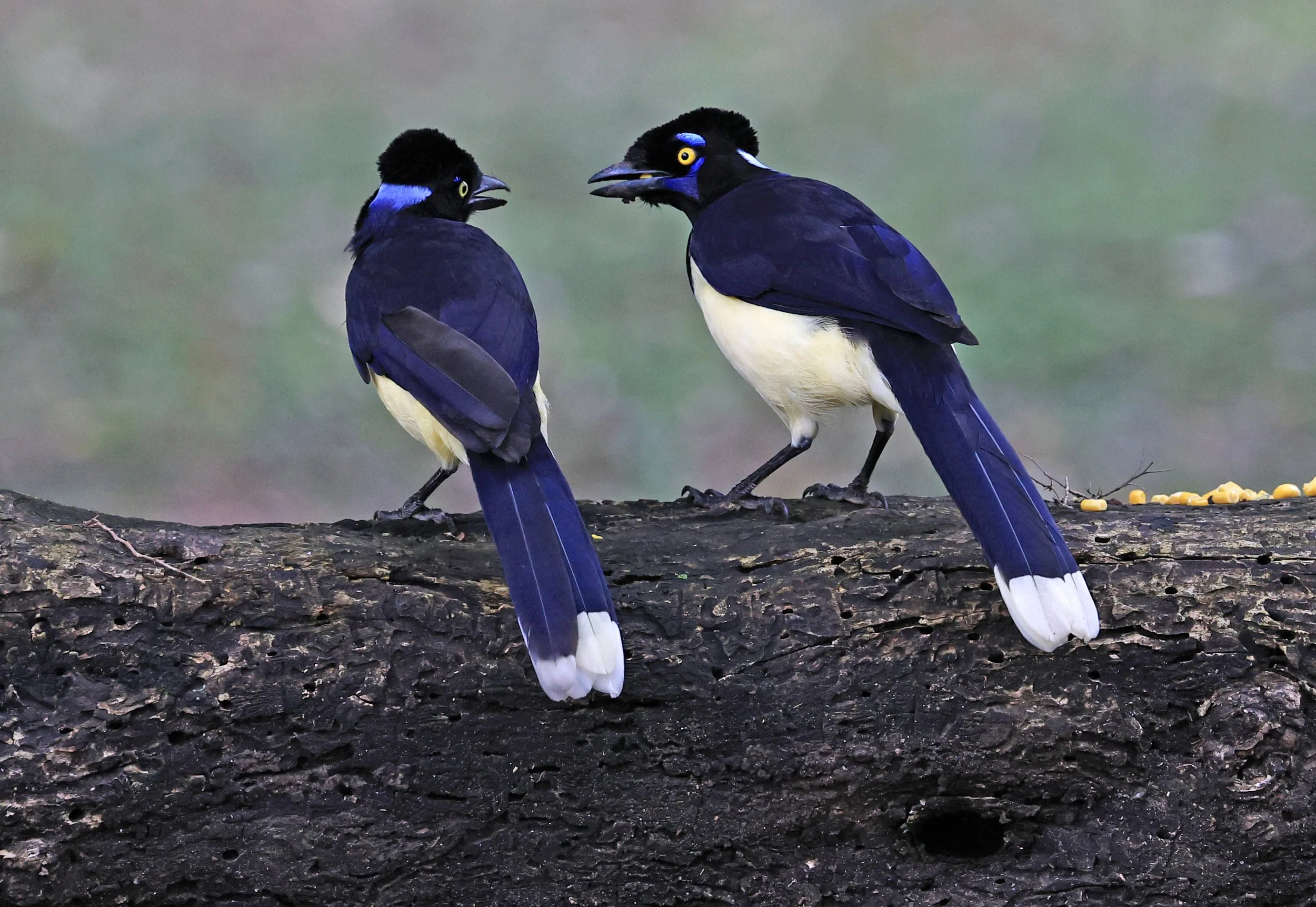 Plush-crested Jay (Cyanocorax chrysops) El Palmar National Park, Entre Rios, Argentina (11).jpg