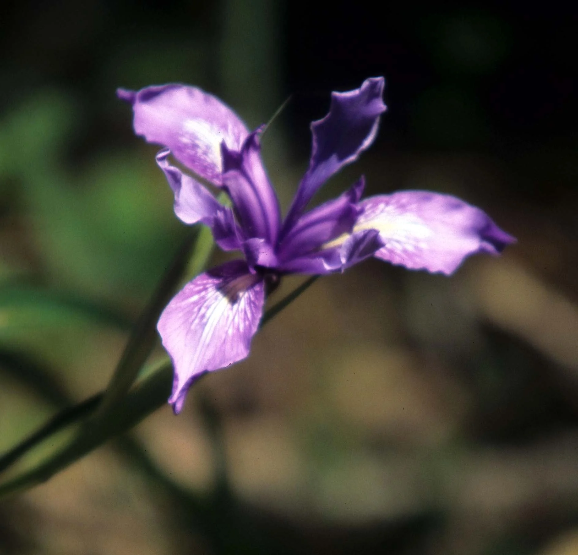 CALIFORNIA - REDWOODS NP - LILIACEAE - IRIS DOUGLASII.jpg